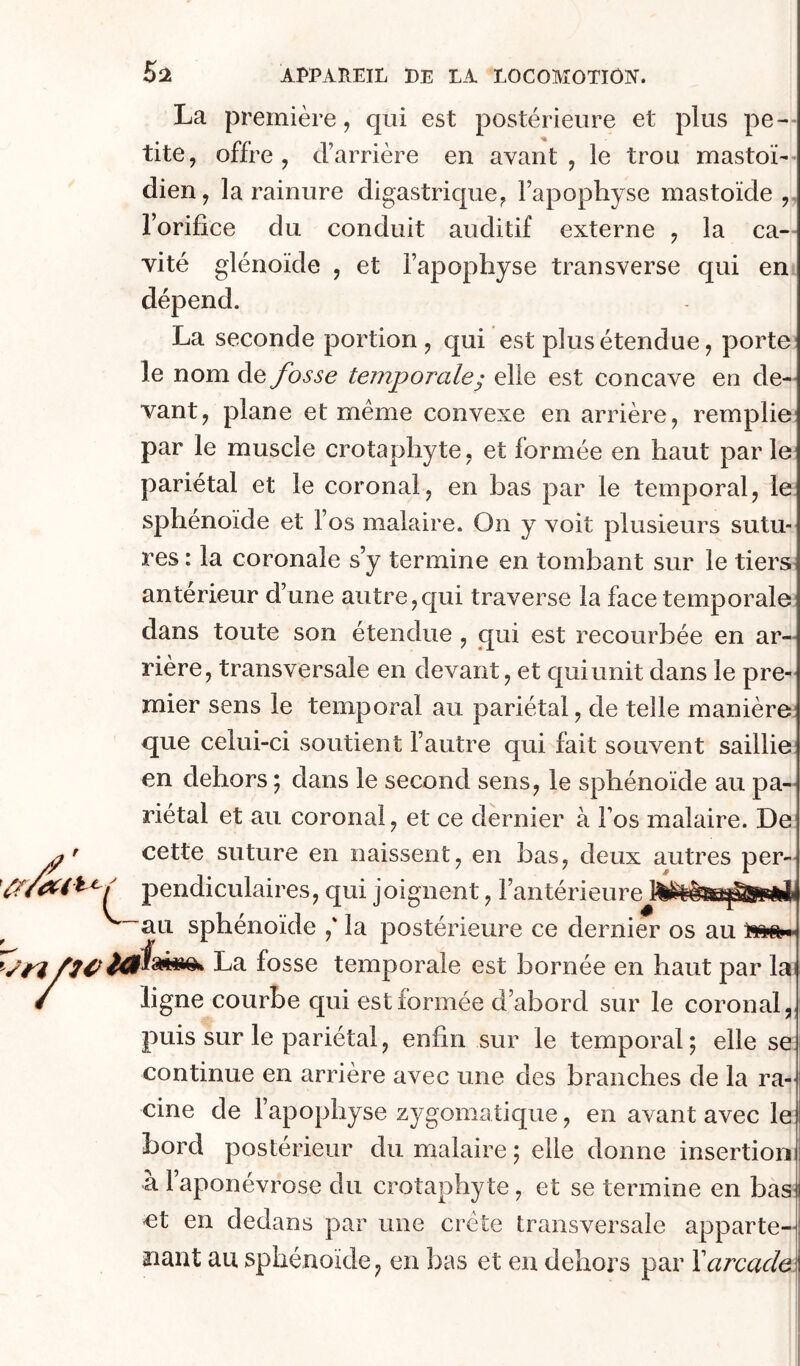 La première, qui est postérieure et plus pe-- tite, offre, d’arrière en avant, le trou mastoï-* dien, la rainure digastrique, l’apophyse mastoïde ,, l’orifice du conduit auditif externe , la ca- vité glénoïde , et l’apophyse transverse qui en La seconde portion, qui est plus étendue, porte le nom de fosse temporale; elle est concave en de- vant, plane et même convexe en arrière, remplie: par le muscle crotaphyte, et formée en haut parle pariétal et le coronal, en bas par le temporal, le: sphénoïde et l’os malaire. On y voit plusieurs sutu- res : la coronale s’y termine en tombant sur le tiers antérieur d’une autre,cpii traverse la face temporale dans toute son étendue , qui est recourbée en ar- rière, transversale en devant, et qui unit dans le pre- mier sens le temporal au pariétal, de telle manières que celui-ci soutient l’autre qui fait souvent saillie: en dehors ; dans le second sens, le sphénoïde au pa- riétal et au coronal, et ce dernier à l’os malaire. De cette suture en naissent, en bas, deux autres per- / pendiculaires, qui joignent, l’antérieure ~aLi sphénoïde ,' la postérieure ce dernier os au La fosse temporale est bornée en haut par la ligne courbe qui est formée d’abord sur le coronal, puis sur le pariétal, enfin sur le temporal ; elle se continue en arrière avec une des branches de la ra- cine de l’apophyse zygomatique, en avant avec le bord postérieur du malaire ; elle donne insertion à l’aponévrose du crotaphyte, et se termine en bas: et en dedans par une crête transversale apparte- nant au sphénoïde, en bas et en dehors par \arcade