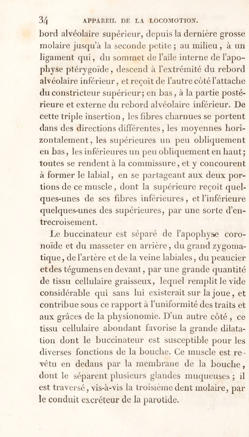 bord alvéolaire supérieur, depuis la dernière grosse molaire jusqu’à la seconde petite ; au milieu, à un ligament qui, du sommet de l’aile interne de l’apo- physe ptérygoïde, descend à l’extrémité du rebord alvéolaire inférieur, et reçoit de l’autre côté l’attache du constricteur supérieur; en bas, à la partie posté- rieure et externe du rebord alvéolaire inférieur. De cette triple insertion, les fibres charnues se portent dans des directions différentes, les moyennes hori- zontalement, les supérieures un peu obliquement en bas, les inférieures un peu obliquement en haut ; toutes se rendent à la commissure, et y concourent à former le labial, en se partageant aux deux por- tions de ce muscle, dont la supérieure reçoit quel- ques-unes de ses fibres inférieures, et l’inférieure quelques-unes des supérieures, par une sorte d’en- trecroisement. Le buccinateur est séparé de Fapophy&e coro- noide et du masseter en arrière, du grand zygoma- tique, de fartère et de la veine labiales, du peaucier et des tégumens en devant, par une grande quantité de tissu cellulaire graisseux, lequel remplit le vide considérable qui sans lui existerait sur la joue, et contribue sous ce rapport à l’uniformité des traits et aux grâces de la physionomie. D’un autre côté , ce tissu cellulaire abondant favorise la grande dilata- tion dont le buccinateur est susceptible pour les diverses fonctions de la bouche. Ce muscle est re - vêtu en dedans par la membrane de la bouche, dont le séparent plusieurs glandes muqueuses ; il est traversé, vis-à-vis la troisième dent molaire, par le conduit excréteur de la parotide.