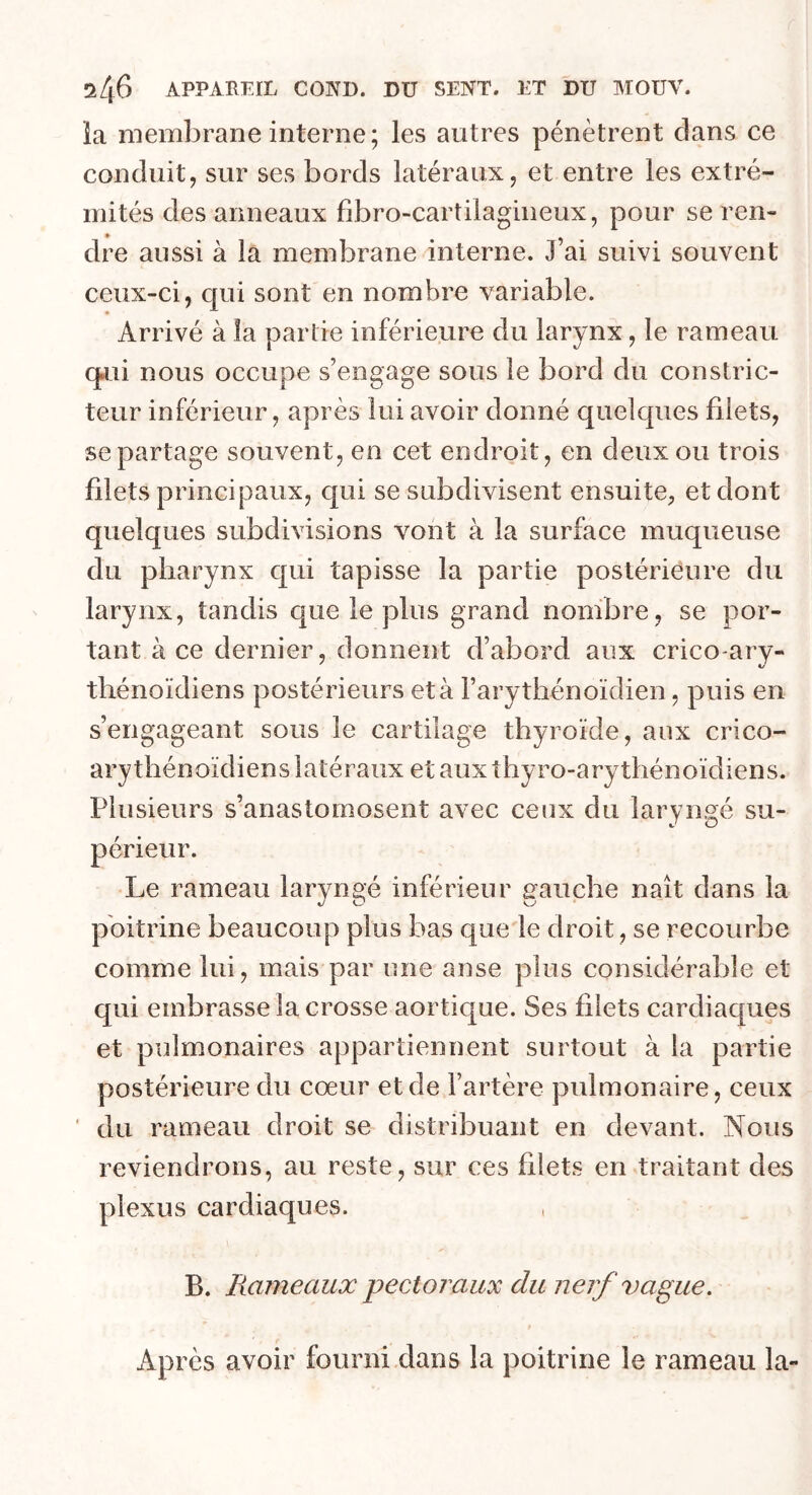 la membrane interne; les autres pénètrent clans ce conduit, sur ses bords latéraux, et entre les extré- mités des anneaux fibro-cartilagineux, pour se ren- dre aussi à la membrane interne. J’ai suivi souvent ceux-ci, qui sont en nombre variable. Arrivé à la partie inférieure du larynx, le rameau qui nous occupe s’engage sous le bord du constric- teur inférieur, après lui avoir donné quelques filets, se partage souvent, en cet endroit, en deux ou trois filets principaux, qui se subdivisent ensuite, et dont quelques subdivisions vont à la surface muqueuse du pharynx cpii tapisse la partie postérieure du larynx, tandis que le plus grand nombre, se por- tant à ce dernier, donnent d’abord aux crico-ary- thénoïdiens postérieurs et à l’arythénoïdien, puis en s’engageant sous le cartilage thyroïde, aux crico- arythénoïdiens latéraux et aux thyro-arythénoïdiens. Plusieurs s’anastomosent avec ceux du laryngé su- périeur. Le rameau laryngé inférieur gauche naît dans la poitrine beaucoup plus bas que le droit , se recourbe comme lui, mais par une anse plus considérable et qui embrasse la crosse aortique. Ses filets cardiaques et pulmonaires appartiennent surtout à la partie postérieure du cœur et de l’artère pulmonaire, ceux du rameau droit se distribuant en devant. Nous reviendrons, au reste, sur ces filets en traitant des plexus cardiaques. , B. Rameaux pectoraux du nerf vague. Après avoir fourni dans la poitrine le rameau la-