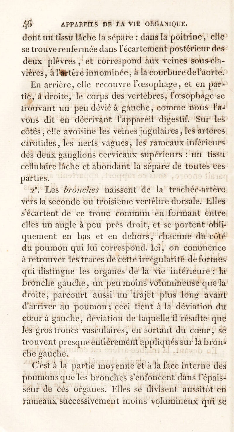 (lotit un tissu lâche la sépare : clans la poitrine, elle se trouve renfermée dans l’écartement postérieur des deux plèvres , et correspond aux veines sous-cla- vières, àl’ürtère innominée, à la courbure de l’aorte. En arrière, elle recouvre l’œsophage, et en par^' tie, à droite, le corps des vertèbres, l’œsophage se trouvant un peu dévié à gauche, comme lïouS l’a- vons dit en décrivant l’appareil digestif. Sur les côtés, elle avoisine les veines jugulaires, les artères carotides, les nerfs vagues, les rameaux inférieurs des deux ganglions cervicaux supérieurs : un tissu cellulaire lâche et abondant la sépare de toutes ces parties. ia®. Les bronches naissent de la trachée-artère vers la seconde ou troisième vertèbre dorsale. Elles s’écartent de ce tronc commun en formant entre elles un angle à peu près droit, et se portent oblh cpiement en bas et en dehors, chacune du côté du poumon qui lui correspond. Ici, on commence à retrouver les traces de cette irrégularité de formes qui distingue les organes de la vie intérieure : l’a bronche gauche, un peumoins'volumineuse que la droite, parcourt aussi un tfajet plus long avant d’arriver au poumon ; ceci tient à la déviation du cœur à gauche, déviation de laquelle il résulte que lés gros troncs vasculaires, en sortant du cœur, se trouvent presque entièremént appliqués sur la bron- che gauche. C’est à la partie moyenne et à la face interne des poumons que les bronches s’enfoncent dans l’épais- seüf de ces organes. Elles se divisent aussitôt en rameaux successivement moins volumineux qui se