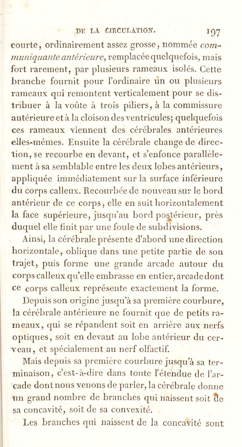 courte, ordinairement assez grosse, nommée corn-- inuniquante antérieure^ remplacée quelquefois^ mais fort rarement, par plusieurs rameaux isolés. Cette branche fournit pour l’ordinaire lin ou plusieurs rameaux qui remontent verticalement pour se dis- tribuer à la voûte à trois piliers, à la commissure antérieure et à la cloison des ventricules; quelquefois ces rameaux viennent des cérébrales antérieures elles-mêmes. Ensuite la cérébrale change de direc- tion, se recourbe en devant, et s’enfonce parallèle- ment à sa semblable entre les deux lobes antérieurs, appliquée immédiatement sur la surface inférieure du corps calleux. Recourbée de nouveau sur le bord antérieur de ce corps, elle en suit horizontalement la face supérieure, jusqu’au bord posJ:érieur, près duquel elle finit par une foule de subdivisions. Ainsi, la cérébrale présente d’abord une direction horizontale, oblique dans une petite partie de son trajet, puis forme une grande arcade autour du corps calleux quelle embrasse en entier, arcade dont ce corps calleux représente exactement la forme. l^epuis son origine jusqu’à sa première courbure, la cérébrale antérieure ne fournit que de petits ra- meaux, c|ui se répandent soit en arrière aux nerfs optiques, soit en devant au lobe antérieur du cer- veau, et spécialement au nerf olfactif. Mais depuis sa première courbure jusqu’à sa ter- minaison, c’est-à-dire dans toute l’étendue de l’ar- cade dont nous venons de parler, la cérébrale donne un grand nombre de branches qui naissent soit cle sa concavité, soit de sa convexité. Les branches qui naissent de la concavité sont