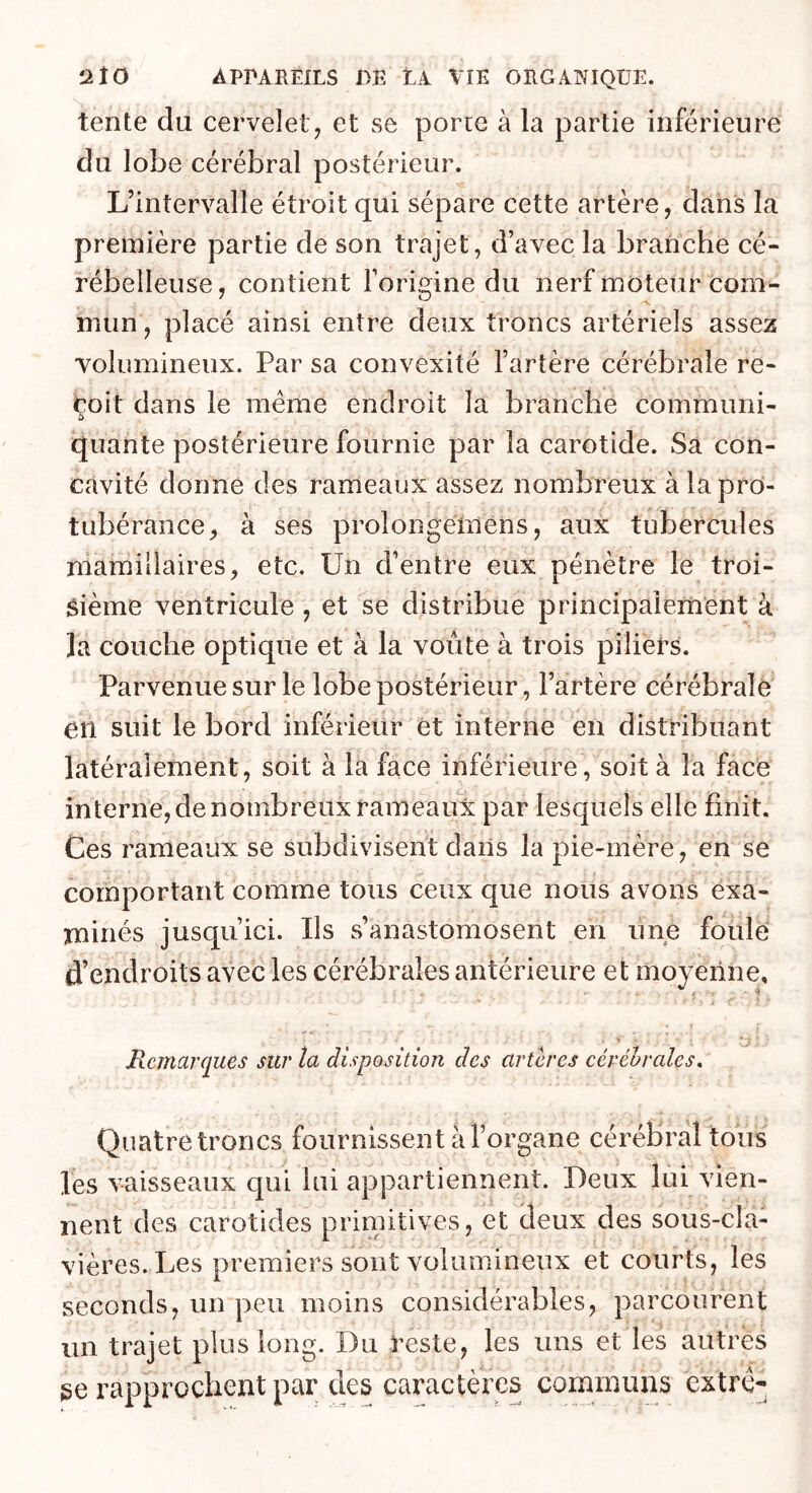 tente du cervelet, et se porte à la partie inférieure du lobe cérébral postérieur. L’intervalle étroit qui sépare cette artère, dans la première partie de son trajet, d’avec la branche cé- rébelleuse, contient l’origine du nerf moteur com- mun , placé ainsi entre deux troncs artériels assez volumineux. Par sa convexité l’artère cérébrale re- çoit dans le meme endroit la branche communi- quante postérieure fournie par la carotide. Sa con- cavité donne des rameaux assez nombreux à la pro- tubérance, à ses prolongéinens, aux tubercules mamillaires, etc. Un d’entre eux pénètre le troi- sième ventricule , et se distribue principalement à la couche optique et à la voûte à trois piliers. Parvenue sur le lobe postérieur, l’artère cérébrale en suit le bord inférieur et interne en distribuant latéralement, soit à la face inférieure, soit à la face interne, de nombreux rameaux par lesquels elle finit. Ces rameaux se subdivisent dans la pie-mère, en se comportant comme tous ceux que nous avons exa- minés jusqu’ici. Ils s’anastomosent en une foule d’endroits avec les cérébrales antérieure et moyenne. Remarques sur la disposition des arteres cérébrales^ Quatre troncs fournissent à l’organe cérébral tous les vaisseaux qui lui appartiennent. Deux lui vien- nent des carotides primitives, et deux des sous-cla- vières. Les premiers sont volumineux et courts, les seconds, un peu moins considérables, parcourent un trajet plus long. Du reste, les uns et les autres ge rapprochent par des caractères cominiins extré-