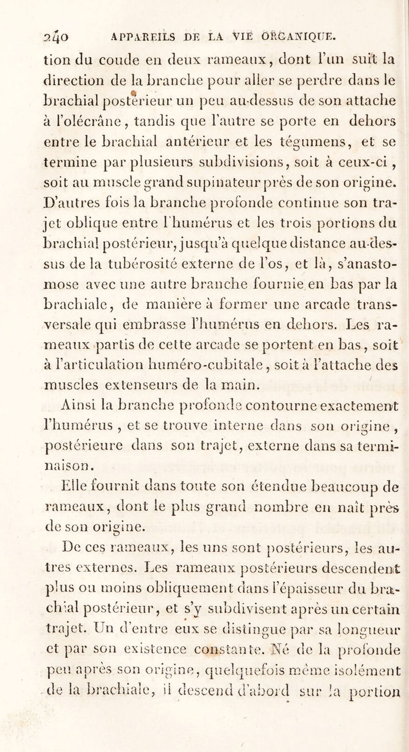 tion du coude eu deux rameaux, dont l’un suit la direction de la brandie pour aller se perdre dans le brachial postérieur un peu au-dessus de son attache à l’olécrâne, tandis que l’autre se porte en dehors entre le brachial antérieur et les tégurnens, et se termine par plusieurs subdivisions, soit à ceux-ci, soit au muscle grand supinateur près de son origine. D’autres fois la branche profonde continue son tra- jet oblique entre riimnérus et les trois portions du brachial postérieur, jusqu’à quelque distance au-des- sus de la tubérosité externe de l’os, et là, s’anasto- mose avec une autre branche fournie en bas par la brachiale, de manière à former une arcade trans- versale qui embrasse l’humérus en dehors. Les ra- meaux .partis de cette arcade se portent en bas, soit à l’articulation huméro-cubitale, soit à l’attache des muscles extenseurs de la main. Ainsi la branche profonde contourne exactement l’humérus , et se trouve interne dans son ori^^ine , postérieure dans son trajet, externe dans sa termi- naison. Elle fournit dans toute son étendue beaucoup de rameaux, dont le plus grand nombre en naît près de son origine. De ces rameaux, les uns sont postérieurs, les au- tres externes. Les rameaux postérieurs descendent plus ou moins obliquement dans l’épaisseur du bra- chial postérieur, et s’y subdivisent après un certain trajet. Un d’entre eux se distingue par sa longueur et par son existence constante. Né de la profonde peu après son origine, quelquefois meme isolément de la liracblale, il descend d’abord sur la portion /