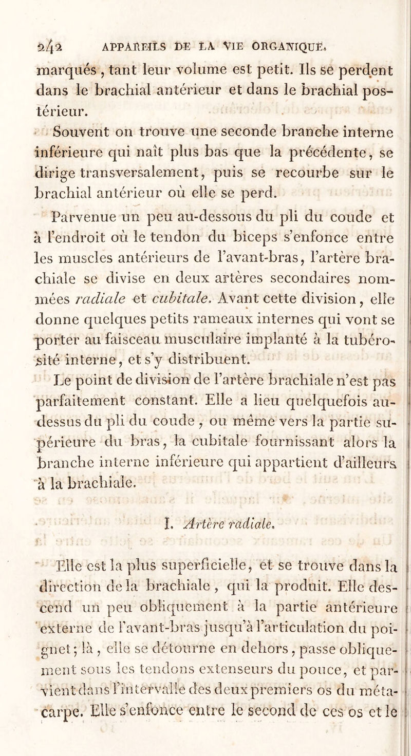 marqués , tant leur volume est petit. Ils se perdent dans le brachial antérieur et dans le brachial pos- térieur. ' Souvent on trouve une seconde branche interne inférieure qui naît plus bas que la précédente, se dirige transversalement J puis se recourbe sur le brachial antérieur où elle se perd. Parvenue un peu au-dessous du pli du coude et à l’endroit où le tendon du biceps s’enfonce entre les muscles antérieurs de l’avant-bras, l’artère bra- chiale se divise en deux artères secondaires nom- mées radiale et cubitale. Avant cette division , elle donne quelques petits rameaux internes qui vont se porter au faisceau musculaire implanté à la tubéro- sité interne, et s’y distribuent. j Le point de division de l’artère brachiale n’est pas parfaitement constant. Elle a lieu quelquefois au- dessus du pli du coude , ou meme vers la partie su- périeure du bras, la cubitale fournissant alors la branche interne inférieure cpii appartient d’ailleura à la brachiale. I. Artère radiale. \ ' Elle est la plus superficielle, et se trouve dans la ( direction delà brachiale, qui la produit. Elle des- f cend un peu obliquement à la partie antérieure ( ‘ externe de Favant-bras jusqu’à l’articulation du poi- gnet; là , elle se détourne en dehors, passe oblique- ment sous les tendons extenseurs du pouce, et par- f vient dans Fintervalie des deux premiers os du méta- f carpe. Elle s’enfonce entre le second de ces os et le i