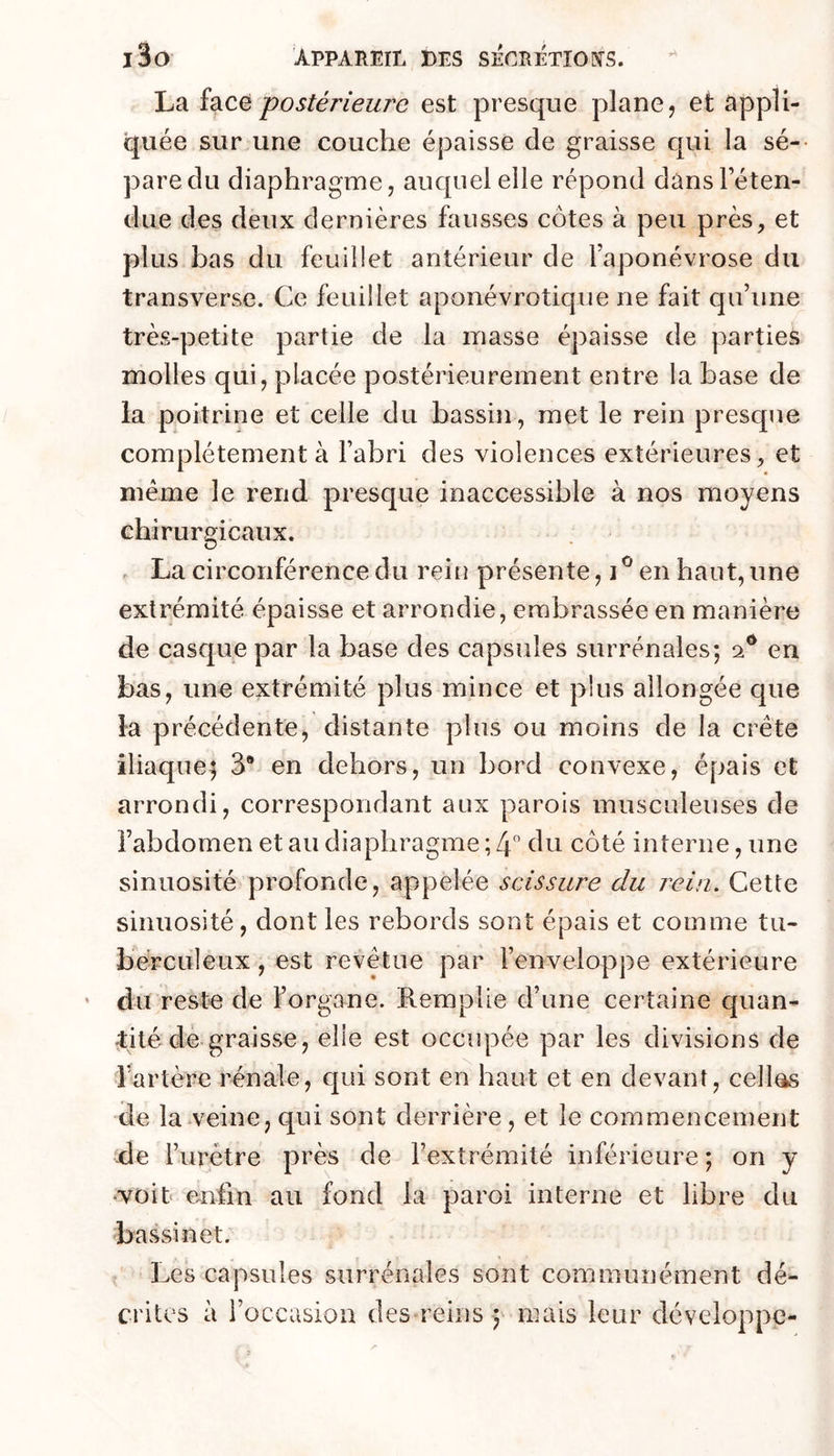 La face 'postérieure est presque plane j et appli- quée sur une couche épaisse de graisse qui la sé-- pare du diaphragme, auquel elle répond dans l’éten- due des deux dernières fausses côtes à peu près, et plus bas du feuillet antérieur de l’aponévrose du transverse. Ce feuillet aponévrotique ne fait qu’une très-petite partie de la masse épaisse de parties molles qui, placée postérieurement entre la base de la poitrine et celle du bassin, met le rein presque complètement à Fabri des violences extérieures, et meme le rend presque inaccessible à nos moyens chirurgicaux. . La circonférence du rein présente, en haut, une extrémité épaisse et arrondie, embrassée en manière de casque par la base des capsules surrénales; 2® en bas, une extrémité plus mince et plus allongée que la précédente, distante plus ou moins de la crête iliaque; 3® en dehors, un bord convexe, épais et arrondi, correspondant aux parois musculeuses de l’abdomen et au diaphragme ; [p du côté interne, une sinuosité profonde, appelée scissure du rein. Cette sinuosité, dont les rebords sont épais et comme tu- berculeux , est revêtue par l’enveloppe extérieure du reste de l’organe. Remplie d’une certaine quan- tité de graisse, elle est occupée par les divisions de Fartère rénale, qui sont en haut et en devant, celles de la veine, qui sont derrière, et le commencement de Furétre près de Fextrémilé inférieure ; on y •voit eaïfm au fond la paroi interne et libre du bassinet. Les capsules surrénales sont communément dé- crites à l’occasion des reins y mais leur développe-