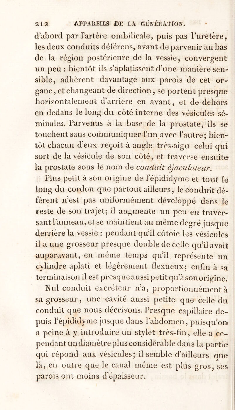 d’abord par l’artère ombilicale, puis pas l’uretère y les deux conduits déférens, avant de parvenir au bas de la région postérieure de la vessie, convergent un peu : bientôt ils s’aplatissent d’une manière sen- sible, adhèrent davantage aux parois de cet or- gane , et changeant de direction, se portent presque horizontalement d’arrière en avant, et de dehors en dedans le long du côté interne des vésicules sé- minales. Parvenus à la base de la prostate, ils se touchent sans communiquer l’un avec l’autre; bien- tôt chacun d’eux reçoit à angle très-aigu celui qui sort de la vésicule de son côté, et traverse ensuite la prostate sous le nom de conduit éjaculateur. Plus petit à son origine de l’épididyme et tout le long du cordon c|ue partout ailleurs, le conduit dé- férent n’est pas uniformément développé dans le reste de son trajet; il augmente un peu en traver- sant l’anneau, et se maintient au meme degré jusque derrière la vessie : pendant qu’il côtoie les vésicules il a une grosseur presque double de celle qu’il avait auparavant, en meme temps qu’il représente un cylindre aplati et légèrement flexueux; enfin à sa terminaison il est presque aussi petit qu’àson origine. 'Nul conduit excréteur n’a, proportionnément à sa grosseur, une cavité aussi petite que celle du conduit que nous décrivons. Presque capillaire de- puis l’épididyme jusque dans l’abdomen, puisqu’on a peine à y introduire un stylet très-fin, elle a ce- pendant undiamètre plus considérable dans la partie qui répond aux vésicules; il semble d’ailleurs que là, en outre que le canal meme est plus gros, ses parois ont moins d’épaisseur.