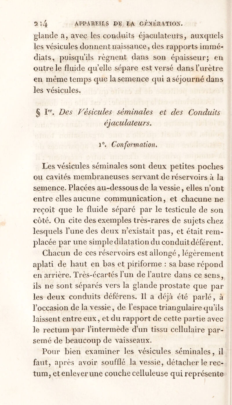 APPAREILS DE GENERATION. glande a, avec les conduits éjaciilateurs, auxquels les vésicules donnent naissance, des rapports immé- diats, puisqu’ils régnent dans son épaisseur; en outre le fluide quelle sépare est versé dans l’urètre en meme temps que la semence qui a séjourné dans les vésicules. § Pq Des Vésicules séminales et des Conduits éjaculateuj's, 1°. Conformation, Les vésicules séminales sont deux petites poches ou cavités membraneuses servant de réservoirs à la semence. Placées au-dessous de la vessie, elles n’ont entre elles aucune communication, et chacune ne reçoit que le fluide séparé par le testicule de son côté. On cite des exemples très-rares de sujets chez lesquels l’une des deux n’existait pas, et était rem- placée par une simple dilatation du conduit déférent. Chacun de ces réservoirs est allongé, légèrement aplati de haut en bas et piriforme : sa base répond en arrière. Très-écartés l’un de l’autre dans ce sens, iis ne sont séparés vers la glande prostate que par les deux conduits déférons. 11 a déjà été parlé, à l’occasion de la vessie, de l’espace triangulaire qu’ils laissent entre eux, et du rapport de cette partie avec le rectum par l’intermède d’un tissu cellulaire par- semé de beaucoup de vaisseaux. Pour bien examiner les vésicules séminales, il faut, après avoir soufflé la vessie, détacher le rec- tum, et enlever une couche celluleuse qui représente