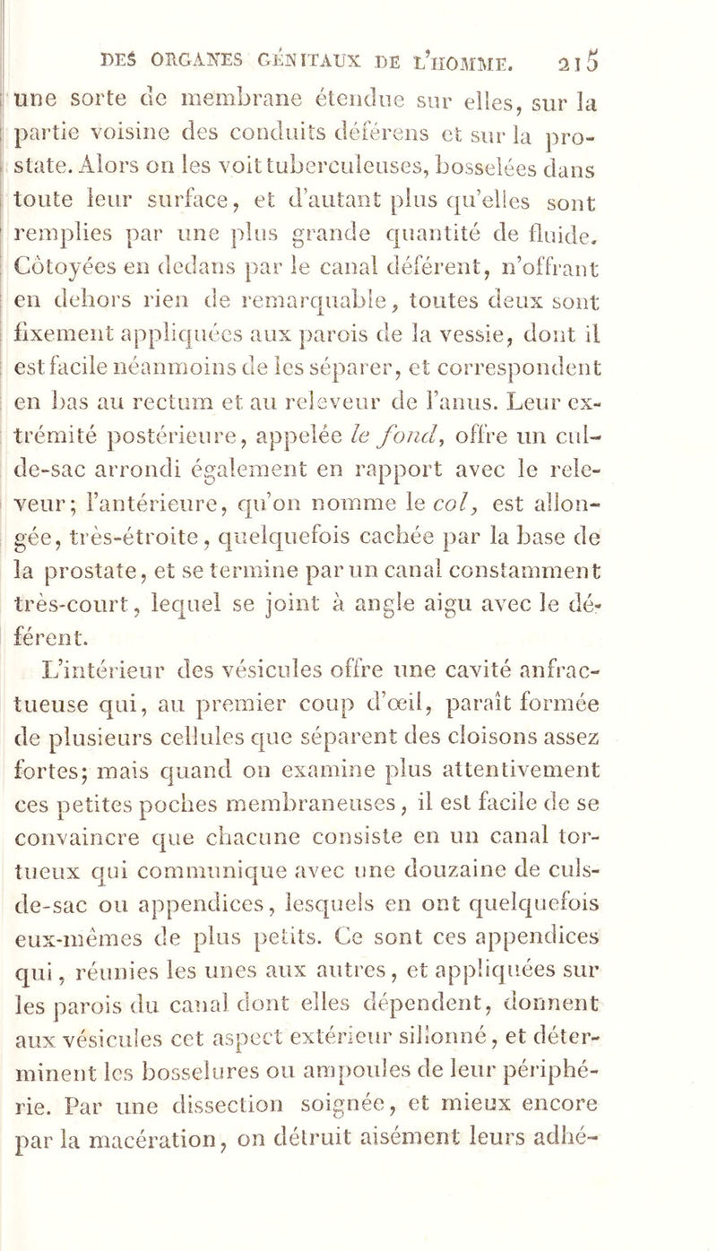 une sorte de membrane étendue sur elles, sur la partie voisine des conduits déférens et sur la pro- state. Alors on les voit tuberculeuses, bosselées dans toute leur surface, et d’autant plus qu’elles sont remplies par une plus grande cpiantité de fluide. Côtoyées en dedans par le canal déférent, n’offrant en dehors rien de remarquable^ toutes deux sont fixement appliquées aux parois de la vessie, dont il est facile néanmoins de les séparer, et correspondent en bas au rectum et au releveur de Faniis. Leur ex- trémité postérieure, appelée le fond^ offre un cul- de-sac arrondi également en rapport avec le rele- veur; l’antérieure, cfu’on nomme le col y est allon- gée, très-étroite, quelquefois cachée par la base de la prostate, et se termine par un canal constamment très-court, lequel se joint à angle aigu avec le dé- férent. L’intérieur des vésicules offre une cavité anfrac- tueuse qui, au premier coup d’œil, paraît formée de plusieurs cellules que séparent des cloisons assez fortes; mais quand on examine plus attentivement ces petites poches membraneuses, il est facile de se convaincre que chacune consiste en un canal tor- tueux qui communique avec une douzaine de culs- de-sac ou appendices, lesquels en ont quelquefois eux-mémes de plus petits. Ce sont ces appendices cpii, réunies les unes aux autres , et appliquées sur les parois du canal dont elles dépendent, donnent aux vésicules cet aspect extérieur sillonné, et déter- minent les bosselures ou ampoules de leur périphé- rie. Par une dissection soignée, et mieux encore par la macération, on détruit aisément leurs adhe-