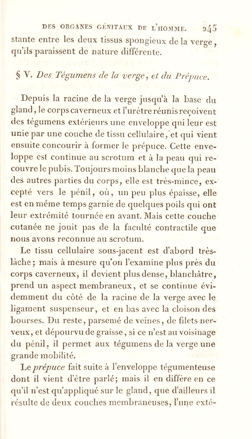 stcintG entre les deux tissus spoiigierix de Ici verge j qu lis paraissent de nature différente, § y. Des Tégumens de la verge ^ et du Prépuce, Depuis la racine de la verge jusqu’à la base du gland J le corps caverneux et l’urètre réunis reçoivent des tégumens extérieurs une enveloppe qui leur est unie par une couche de tissu cellulaire, et qui vient ensuite concourir à former le prépuce. Cette enve- loppe est continue au scrotum et à la peau qui re- couvre le pubis. Toujours moins blanche que la peau des autres parties du corps, elle est très-mince, ex- cepté vers le pénil, où, un peu plus épaisse, elle est en même temps garnie de quelques poils qui ont leur extrémité tournée en avant. Mais cette couche cutanée ne jouit pas de la faculté contractile que nous avons reconnue au scrotum. Le tissu cellulaire sous-jacent est d’abord très- lâche; mais à mesure qu’on l’examine plus près du corps caverneux, il devient plus dense, blanchâtre, prend un aspect membraneux, et se continue évi- demment du côté de la racine de la vere^e avec le ligament suspenseur, et en bas avec la cloison des bourses. Du reste, parsemé de veines, de filets ner- veux, et dépourvu de graisse, si ce n’est au voisinage du pénil, il permet aux tégumens de la verge une grande mobilité. Le prépuce fait suite à l’enveloppe tégu menteuse dont il vient d’être parlé; mais il en diffère en ce qu’il n’est qu’appliqué sur le gland, que d’ailleurs il résulte de deux couches membraneuses, Fuiie exté-