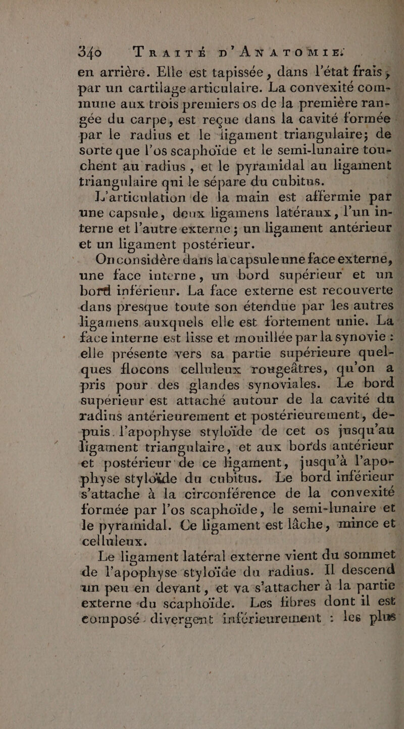en arrière. Elle est tapissée, dans l’état frais, par le radius et le igament triangulaire; de sorte que l’os scaphoïde et le semi-lunaire tou- chent au radius , et le pyramidal au ligament triangulaire qui le sépare du cubitus. | et un ligament postérieur. Onconsidère daïris lacapsuleune faceexterne, bord inférieur. La face externe est recouverte dans presque toute son étendue par les autres ligamens auxquels elle est fortement unie. La face interne est lisse et mouillée par la synovie: elle présente vers sa partie supérieure quel- RE TS TR... radins antérieurement et postérieurement, de- puis. l’apophyse styloïde de cet os jusqu’au et postérieur de ce Hgament, jusqu'à l'apor physe styloide du cubitus. Le bord inférieur formée par l’os scaphoïde, le semi-lunaire ‘et celluleux. de l’apophyse styloïde du radius. Il descend