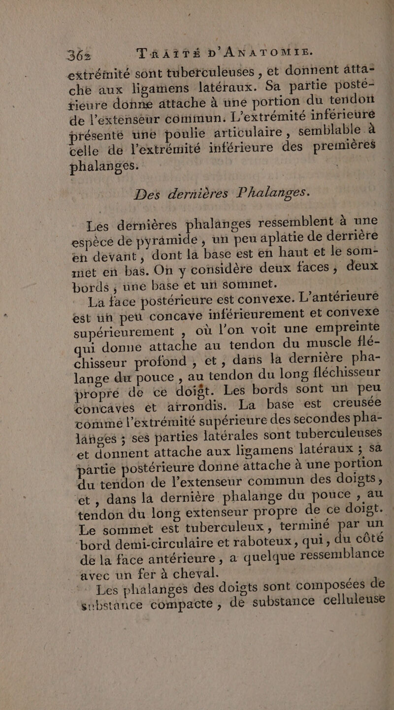 extrémité sont tuberculeuses , et donnent âtta- che aux ligamens latéraux. Sa partie poste- tieure dohne attache à uné portion du tendoti de l’extenseur commun: L'extrémité inferieuré présenté une poulie articulaire, semblable à celle de l'extrémité inférieure des premières phalanges. | Des dernières Phalanges. Les dernières phalanges ressemblent à une espèce de pyramide, un peu aplatie de derrière en devant, dont la base est en haut et le som- mét en bas. On y considère deux faces ; deux bords ; une base et un sommet. La face postérieure est convexe. L’antérieure est un peu concave inférieurement et convexe supérieurement ; où l’on voit une empreinte 3 donne attache au tendon du muscle flé- chisseur profond , et, dans la dernière pha- lange du pouce, au tendon du long fléchisseur propré de ce doigt. Les bords sont un peu concaves ét arrondis. La base est creusée comme l'extrémité supérieure des secondes pha- lânges ; ses parties latérales sont tuberculeuses et donnent attache aux ligamens latéraux ; Sa partie postérieure donné attache à une portion du tendon de l’extenseur commun des doigts, ‘et, dans la dernière phalange du pouce , au tendon du long extenseur propre de ce doigt. Le sommet est tuberculeux, terminé par un bord demi-circulaire et raboteux, qui, du côté de la face antérieure, a quelque ressemblance avec un fer à cheval. Les phalanges des doigts sont composées de substance compacte , de substance celluleuse