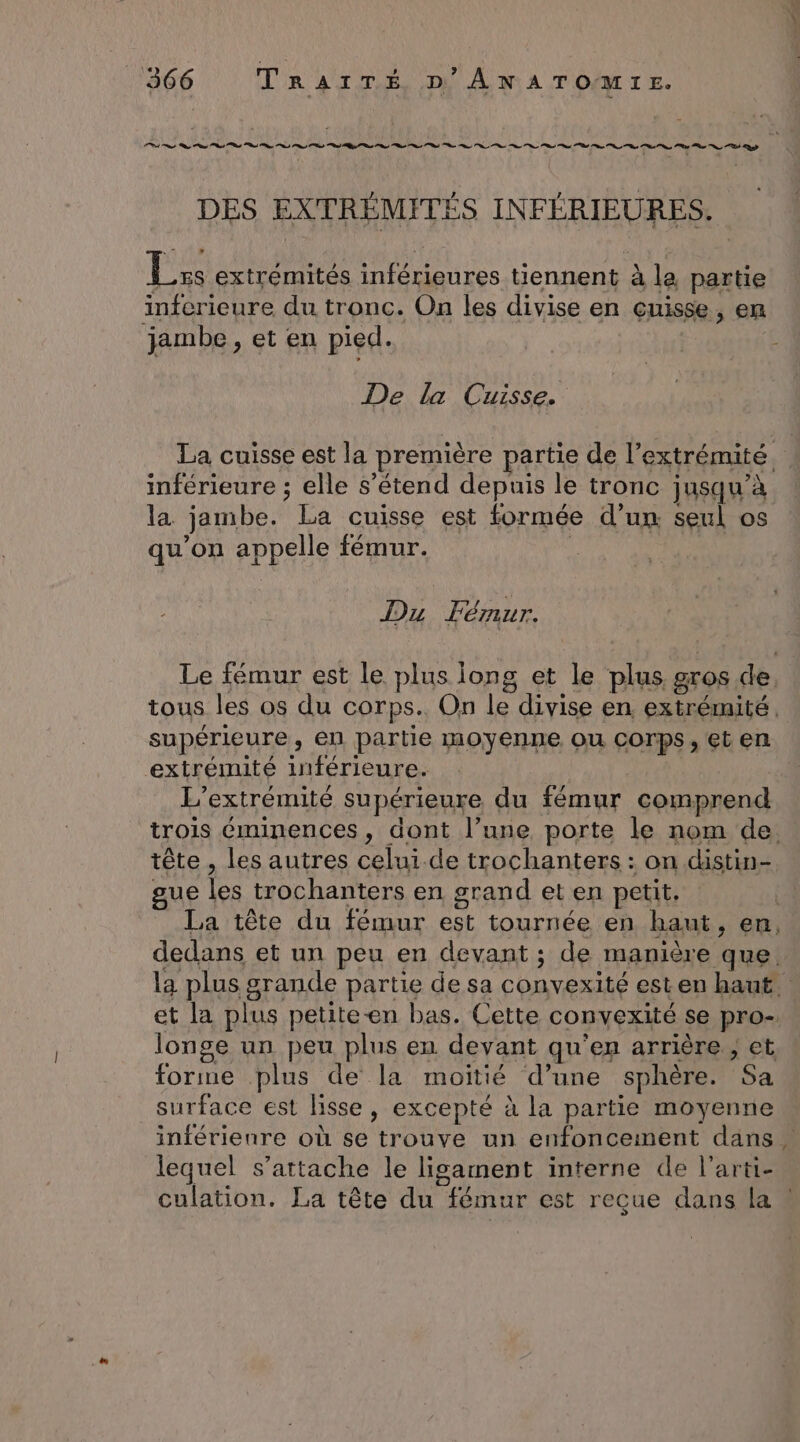 DES EXTRÉMITÉS INFÉRIEURES. Lss extrémités inférieures tiennent à la partie inferieure du tronc. On les divise en cuisse, en jambe , et en pied. De la Cuisse. La cuisse est la première partie de l'extrémité. inférieure ; elle s'étend depuis le tronc jusqu’à la jambe. La cuisse est formée d’un seul os qu’on appelle fémur. | Du Fémur. Le fémur est le plus long et le plus gros de. tous les os du corps. On le divise en extrémité, supérieure, en partie moyenne Où Corps , et en extrémité inférieure. L’extrémité supérieure du fémur comprend trois éminences, dont l’une porte le nom de. tête , les autres celui-de trochanters : on distin- gue les trochanters en grand et en petit. | La tête du fémur est tournée en haut, en, dedans et un peu en devant ; de manière que. la plus grande partie de sa convexité est en haut. et la plus petite-en bas. Cette convexité se pro- longe un peu plus en devant qu'en arrière ; et forime plus de la moitié d’une sphère. Sa surface est lisse, excepté à la partie moyenne inférienre où se trouve un enfonceiment dans - lequel s'attache le ligament interne de l’arti- culation. La tête du fémur est reçue dans la !