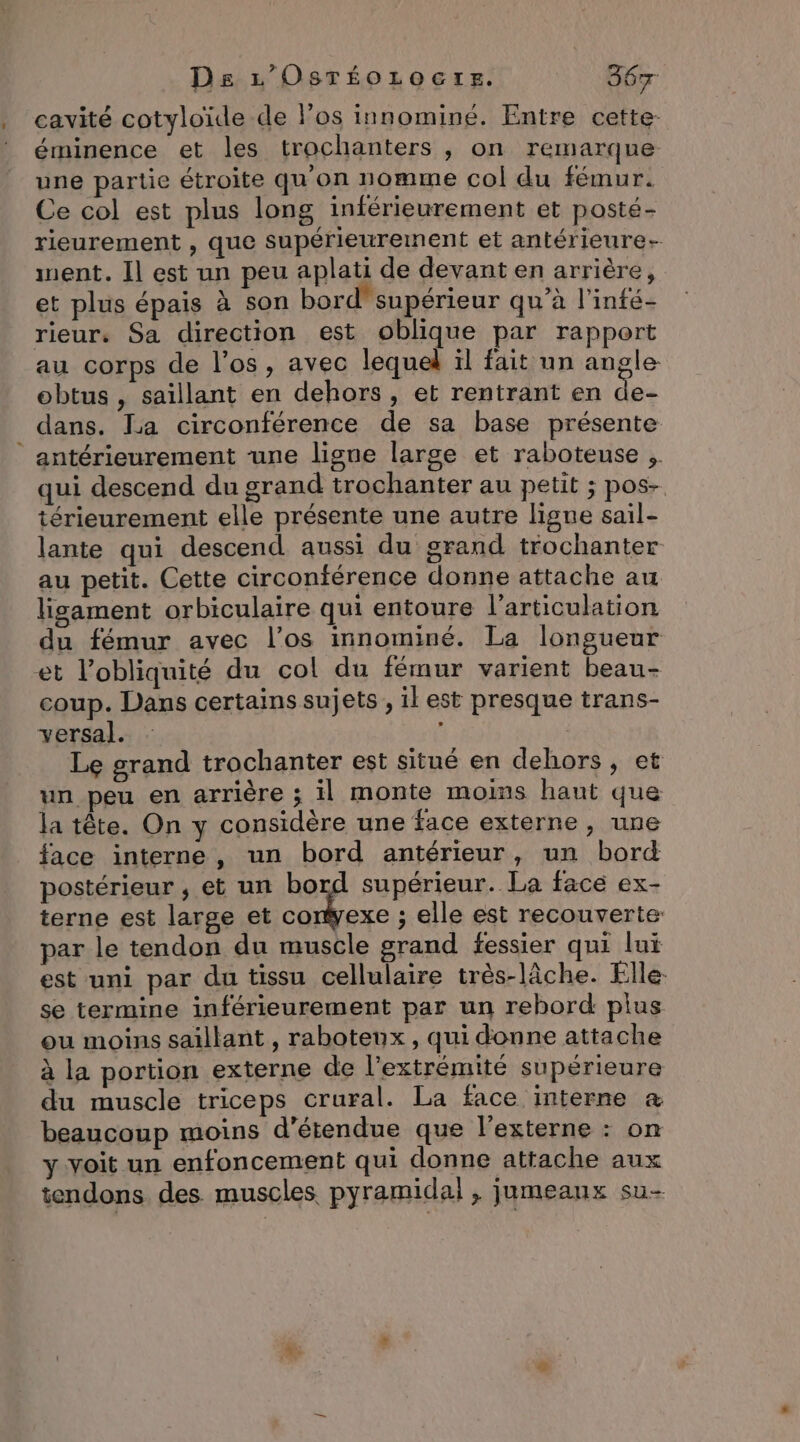. cavité cotyloïde de l'os innominé. Entre cette: éminence et les trochanters , on remarque une partie étroite qu'on nomme col du fémur. Ce col est plus long inférieurement et posté- rieurement , que supérieurement et antérieure went. Il est un peu aplati de devant en arrière, et plus épais à son bord'supérieur qu’à l’infé- rieur. Sa direction est oblique par rapport au corps de l'os, avec lequel ïl fait un angle obtus , saillant en dehors, et rentrant en de: dans. La circonférence de sa base présente ” antérieurement une ligne large et raboteuse qui descend du grand trochanter au petit ; pos- térieurement elle présente une autre ligne sail- lante qui descend aussi du grand trochanter au petit. Cette circonférence donne attache au ligament orbiculaire qui entoure l'articulation du fémur avec l’os innominé. La longueur et l’obliquité du col du fémur varient beau- coup. Dans certains sujets , il est presque trans- versa]. Le grand trochanter est situé en dehors, et un peu en arrière ; il monte moins haut que la tête. On y considère une face externe, une face interne, un bord antérieur, un bord postérieur , et un sa à supérieur. La face ex- terne est large et corÿexe ; elle est recouverte: par le tendon du muscle grand fessier qui lui est uni par du tissu cellulaire très-lâche. Flle- se termine inférieurement par un rebord plus ou moins saillant , raboteux, qui donne attache à la portion externe de l'extrémité supérieure du muscle triceps crural. La face interne &amp; beaucoup moins d’étendue que l’externe : on y voit un enfoncement qui donne attache aux tendons des muscles pyramidal, jumeaux su-