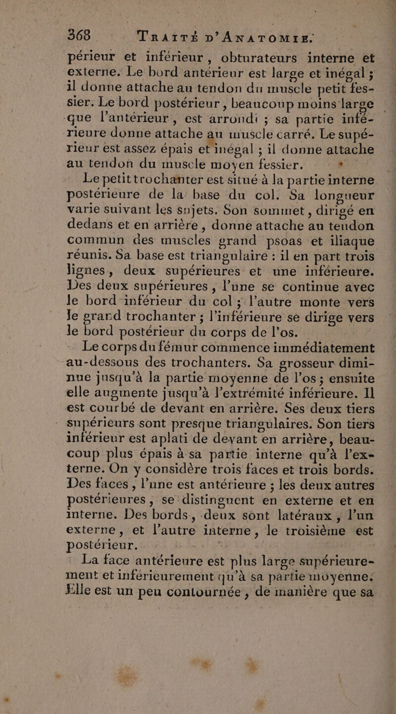 périeur et inférieur, obturateurs interne et externe. Le bord antérieur est large et inégal ; il donne attache au tendon du muscle petit fes- sier. Le bord postérieur , beaucoup moins large que l’antérieur , est arrondi ; sa partie infé- rieure donne attache au muscle carré. Le supé- rieur est assez épais et inégal ; il donne attache au tendon du muscle moÿen fessier. * Le petittrochanter est situé à la partie interne postérieure de la base du col. Sa longueur varie suivant les snjets. Son sommet , dirigé en dedans et en arrière, donne attache au tendon commun des muscles grand psoas et iliaque réunis. Sa base est triangulaire : il en part trois lignes, deux supérieures et une inférieure. Des deux supérieures , l’üne se continue avec le bord'inférieur du col ; l’autre monte vers Je grard trochanter ; l’inférieure se dirige vers le bord postérieur du corps de l'os. Le corps du fémur commence immédiatement au-dessous des trochanters. Sa grosseur dimi- nue jusqu à la partie moyenne de l'os ; ensuite elle augmente jusqu’à l’extrémité inférieure. Il est courbé de devant en arrière. Ses deux tiers supérieurs sont presque triangulaires. Son tiers inférieur est aplati de devant en arrière, beau- coup plus épais à sa partie interne qu’à l’ex- terne. On y considère trois faces et trois bords. Des faces , l’une est antérieure ; les deux autres postérieures , se distinguent en extérne et en interne. Des bords, deux sont latéraux , l’un externe, et l’autre interne, le troisième est postérieur. ti; Ke 12 ; La face antérieure est plus large supérieure- ment et inférieurement qu’à sa partie müyenne: Elle est un peu contournée , de manière que sa