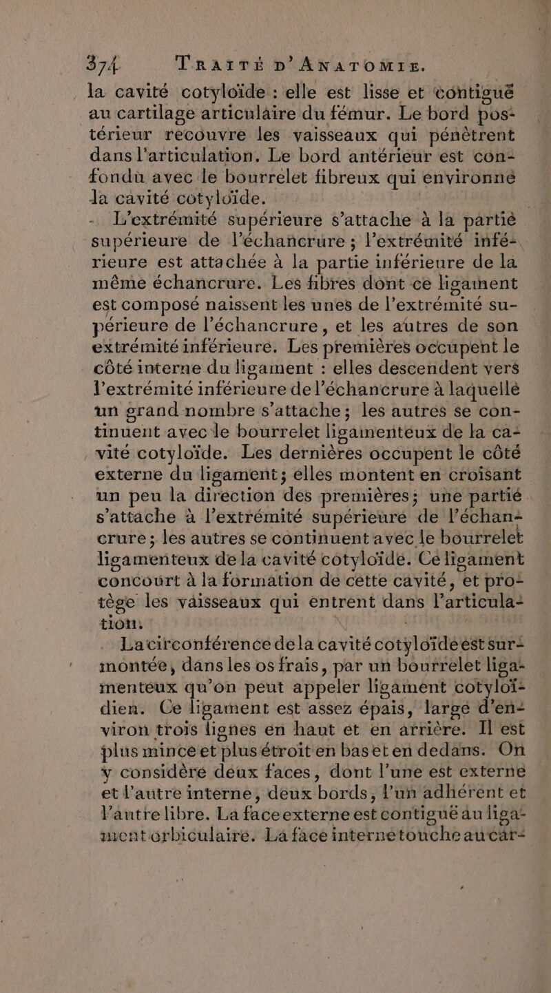 _ la cavité cotyloïde : elle est lisse et contigué au cartilage articulaire du fémur. Le bord pos: térieur recouvre les vaisseaux qui pénètrent dans l'articulation. Le bord antérieur ést con- fondu avec le bourrelet fibreux qui environné da cavité cotyloïde. | L’extrémité supérieure s’attache à la partiè supérieure de l’échancrure ; l'extrémité infée- rieure est attachée à la partie inférieure de la même échancrure. Les fibres dont ce ligainent est composé naissent les unes de l'extrémité su- périeure de l’échancrure, et les autres de son extrémité inférieure. Les premières occupent le côté interne du ligament : elles descendent vers l'extrémité inférieure de l’échancrure à laquelle un grand nombre s'attache; les autres se con- tinuent avec le bourrelet lisainenteux de la ca- vite cotyloïde. Les dernières occupent le côté externe du lisament; élles montent en croisant un peu la direction des premières; une partié s'attache à l'extrémité supérieure de l’échan- crure ; les autres se continuent avec le bourrelet ligamenteux de la cavité cotyloïde. Ce lisament concourt à la formation de cette cavité, et pro- tège les vaisseaux qui entrent dans l’articula- tion, | Lacirconférence dela cavité cotyloïdééestsur- montée, dans les os frais, par un bourrelet liga- menteux qu’on peut appeler ligament cotyloï- dien. Ce ligament est assez épais, large d’en- viron trois lignes en haut ét en arrière. Il est plus mince et plus étroit en baseten dedans. On v considèré deux faces, dont l’une est externe et l’autre interne, deux bords, l’un adhérent et Pautre libre. La faceexterne est contigué au liga- imentorbiculaire. La face internetoucheaucar: