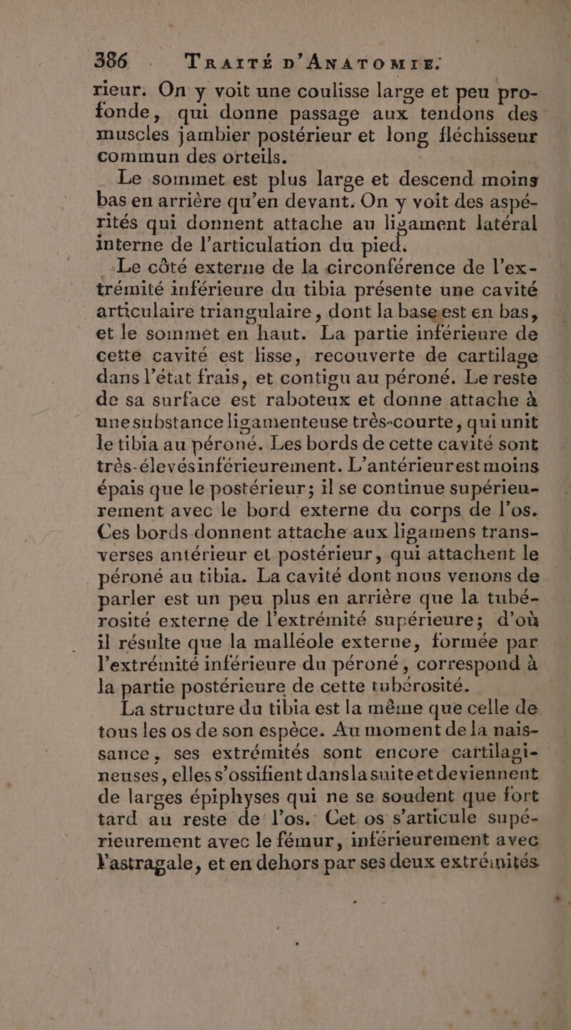 rieur. On y voit une coulisse large et peu pro- fonde, qui donne passage aux tendons des muscles jambier postérieur et long fléchisseur commun des orteils. | Le sommet est plus large et descend moins bas en arrière qu’en devant. On y voit des aspé- rités qui donnent attache au lisament latéral interne de l'articulation du pied. Le côté externe de la circonférence de l’ex- trémité inférieure du tibia présente une cavité articulaire triangulaire , dont la baseest en bas, et le sommet en haut. La partie inférieure de cette cavité est lisse, recouverte de cartilage dans l’état frais, et contigu au péroné. Le reste de sa surface est raboteux et donne attache à une substance lisamenteuse très-courte, quiunit le tibia au péroné. Les bords de cette cavité sont très-élevésinférieurement. L’antérieurest moins épais que le postérieur; il se continue supérieu- rement avec le bord externe du corps de l'os. Ces bords donnent attache aux ligamens trans- verses antérieur et postérieur, qui attachent le péroné au tibia. La cavité dont nous venons de parler est un peu plus en arrière que la tubé- rosité externe de l'extrémité supérieure; d’où il résulte que la malleole externe, formée par l'extrémité inférieure du péroné, correspond à la partie postérieure de cette tubérosité. La structure du tibia est la mêrne que celle de tous les os de son espèce. Au moment de la naïs- sance, ses extrémités sont encore caftilagi- neuses , elles s’ossifient danslasuiteet deviennent de larges épiphyses qui ne se soudent que fort tard au reste de l’os. Cet os s'articule supé- rieurement avec le fémur, mferieurement avec Fastragale, et en dehors par ses deux extréinités