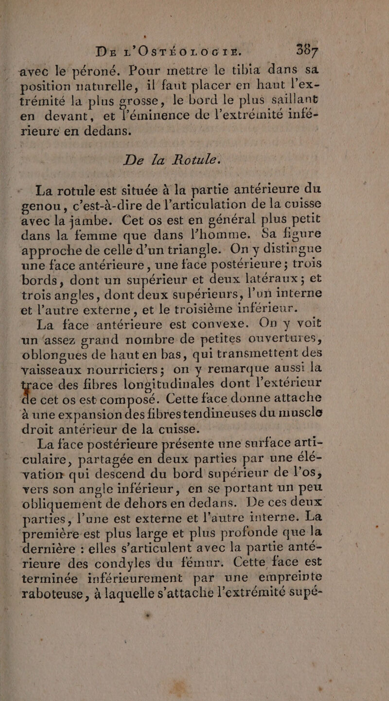 DE r’OsTéorocre. _ : 687 avec le péroné. Pour mettre le tibia dans sa position naturelle, il’ faut placer en haut l’ex- trémité la plus grosse, le bord le plus saillant en devant, et l’éminence de l’extréinité infé- rieure en dedans. De la Rotule. La rotule est située à la partie antérieure du genou, c’est-à-dire de l’articulation de la cuisse avec la jambe. Cet os est en général plus petit dans la femme que dans l’homme. Sa figure approche de celle d’un triangle. On y distingue une face antérieure , une face postérieure ; trois bords, dont un supérieur et deux latéraux; et trois angles, dont deux supérieurs, l’un interne et l’autre externe, et le troisième inférieur. La face antérieure est convexe. On y voit un ‘assez grand nombre de petites ouvertures, oblongues de haut en bas, qui transmettent des vaisseaux nourriciers; on y remarque aussi la à. des fibres longitudinales dont l'extérieur de cet os est composé. Cette face donne attache à une expansion des fibrestendineuses du muscle droit antérieur de la cuisse. La face postérieure présente une surface arti- culaire, partagée en deiré parties par une élé- vation qui descend du bord supérieur de l'os, vers son angle inférieur, en se portant un peu obliquement de dehors en dedans. De ces deux parties, l’une est externe et l’autre interne. La ‘première. est plus large et plus profonde que la dernière : elles s’articulent avec la partie anté- rieure des condyles du fémur. Cette face est terminée inférieurement par une empreinte raboteuse, à laquelle s'attache l'extrémité supé- +