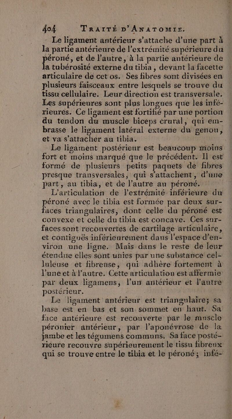Le ligament antérieur s’attache d’une part à la partie antérieure de l’extrémité supérieure du éroné, et de l’autre, à la partie antérieure de a tubérosité externe du tibia , devant la facette articulaire de cet os. Ses fibres sont divisées en plusieurs faisceaux entre lesquels se trouve du tissu cellulaire. Leur direction est transversale. Les supérieures sont plus longues que les infé- rieurés. Ce ligament est fortifié par une portion du tendon du muscle biceps crural, qui em- brasse le ligament latéral externe du genou, et va s'attacher au tibia. | Le ligament postérieur est beaucoup moins fort et moins marqué que le précédent. Il est formé de plusieurs petits paquets de fibres presque transversales, qui s’attachent, d’une part, au tibia, et de l’autre an péroné. L’articulation de lextrémité inférieure du péroné avec le tibia est formée par deux sur- faces triangulaires, dont celle du péroné est convexe et celle du tibia est concave. Ces sur- faces sont recouvertes de cartilage articulaire, et contigués inférieurement dans l’espace d’en- viron ane ligne. Maïs dans le reste de leur étendue elles sont unies par une substance cel- luleuse et fibreñse, qui adhère fortement à l’une et à l’autre. Cette articulation ést affermie par deux ligamens, l'un antérieur et l'autre postérieur. Le ligament antérieur est triangulaire; sa base est en bas et son sommet en haut. Sa face antérieure est recouverte par le mnscle péronter aântérieur, par l’aponévrose de la jambe et les tégumens communs. Sa face posté- rieure recouvre supérieurement le tissu fibreux qui se trouve entre le tibia et le péroné; infé-