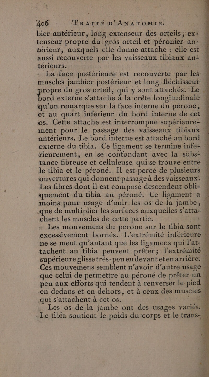 bier antérieur, long extenseur des orteils, ex: tenseur propre du gros orteil et péronier an- térieur, auxquels elle donne attache : elle est aussi recouverte par les vaisseaux tibiaux an- térieurs. | vit « La face postérieure est recouverte par les muscles jambier postérieur et long fléchisseur ord externe s’attache à la crête longitudinale qu’on remarque sur la face interne du péroné, et au quart inférieur du bord interne de cet os. Cette attache est interrompue supérieure- ment pour le passage des vaisseaux tibiaux antérieurs. Le bord interne est attaché au bord externe du tibia. Ce ligament se termine infé- rieurement, en se confondant avec la subs- tance fibreuse et celluleuse quise trouve entré le tibia et le péroné. Il est percé de plusieurs ouvertures qui donnent passage à des vaisseaux. Les fibres dont il est composé descendent obli- quement du tibia au péroné. Ce ligament a as TS il ph que de multiplier les surfaces auxquelles s’atta- chent les muscles de cette partie. | + Les mouvemens du péroné sur le tibia sont ne se meut qu'autant que les ligamers qui l’abe tachent au tibia peuvent prêter; l'extrémité supérieure glisse très-peu en devanteten arrière. Ÿ -en dedans et en dehors, et à ceux des muscles qui s’attachent à cet os. LS Le tibia soutient le poids du‘corps et le trans-