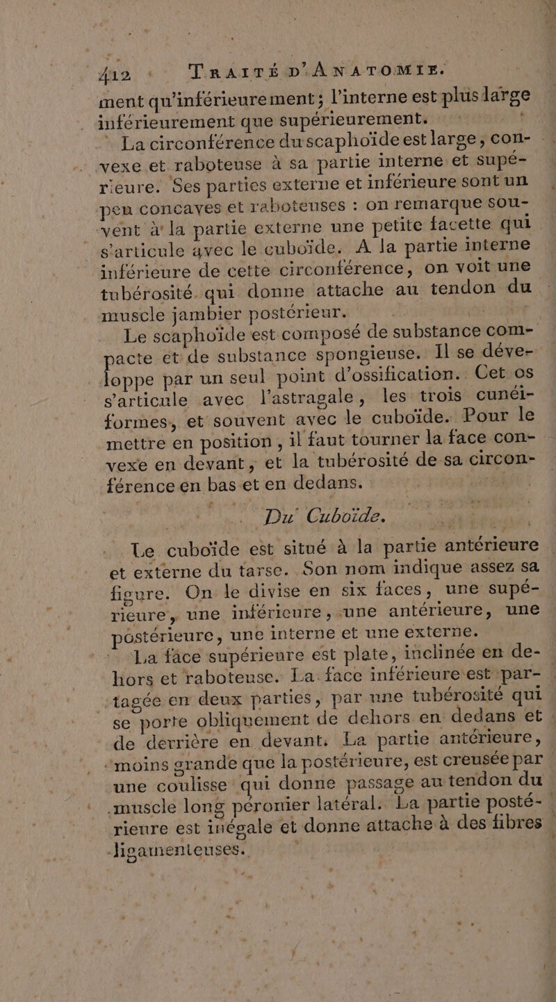 ment qu'inférieurement; l'interne est plus large inférieurement que supérieurement. vexe et raboteuse à sa partie interne et supé- rieure. Ses parties externe et inférieure sont un peu concayes et ralhoteuses : on remarque sou- vént à la partie externe une petite facette qui s'articule avec le cuboïde. A la partie interne inférieure de cette circonférence, on voit une muscle jambier postérieur. pacte et de substance spongieuse. Il se déve- loppe par un seul point d’ossification. Cet os s'articule avec l’astragale, les trois cunéi- formes, et souvent avec le cuboïde. Pour le mettre en position , il faut tourner la face con- vexe en devant, et la tubérosité de sa circon- férence en bas.et en dedans. 2. | Du Cuboide. | Le cuboïde est situé à la partie antérieure et externe du tarse. Son nom indique assez sa figure. On le divise en six faces, une supé- rieure, une inférieure, une antérieure, une péstérieure, une interne et une externe. La fâce supérieure est plate, inclinée en de- tagée en deux parties, par nne tubérosité qui de derrière en devant, La partie antérieure, une coulisse qui donne passage au tendon du rieure est inégale et donne attache à des fibres Jigarnenteuses. »