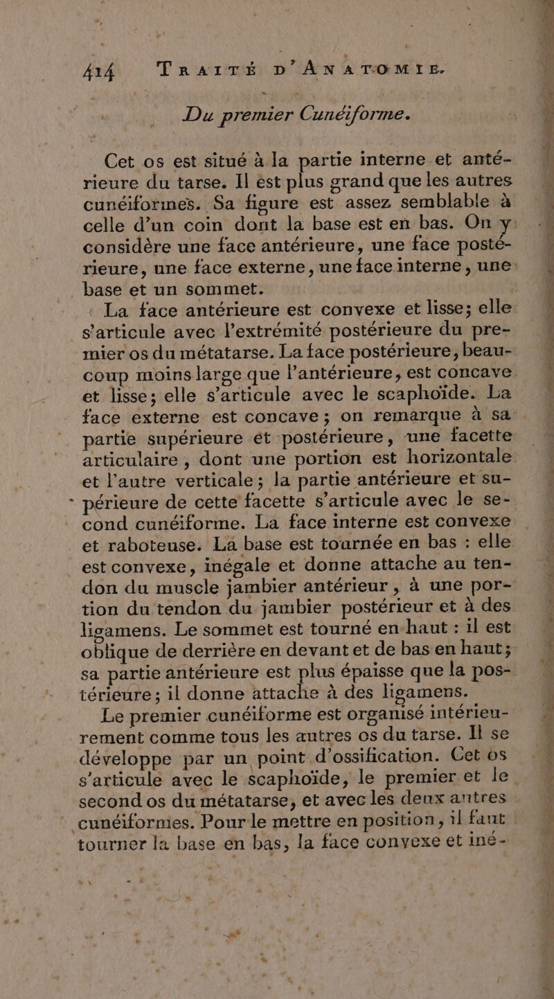 Du premier Cunéiforme. Cet os est situé à la partie interne et anté- rieure du tarse. Il est plus grand que les autres cunéiformes. Sa fisure est assez semblable à considère une face antérieure, une face posté- base et un sommet. : La face antérieure est convexe et lisse; elle s'articule avec l’extrémité postérieure du pre- mier os du métatarse. La face postérieure, beau- coup moins large que l’antérieure, est concave et lisse; elle s'articule avec le scaphoïde. La face externe est concave ; on remarque à sa partie supérieure ét postérieure, ‘une facette articulaire , dont une portion est horizontale et l’autre verticale; la partie antérieure et su- cond cunéiforme. La face interne est convexe et raboteuse. La base est tournée en bas : elle est convexe, inégale et donne attache au ten- don du muscle jambier antérieur , à une por- tion du tendon du jambier postérieur et à des lisamens. Le sommet est tourné en-haut : il est oblique de derrière en devant et de bas en haut; sa partie antérieure est plus épaisse que la pos- térieure ; il donne attache à des ligamens. Le premier cunéiforme est organisé intérieu- rement comme tous les autres os du tarse. Il se développe par un point d’ossification. Cet os second os du métatarse, et avec les deux antres cunéiformes. Pour le mettre en position, il fant tourner la base en bas, la face convexe et iné- + \ ee”,