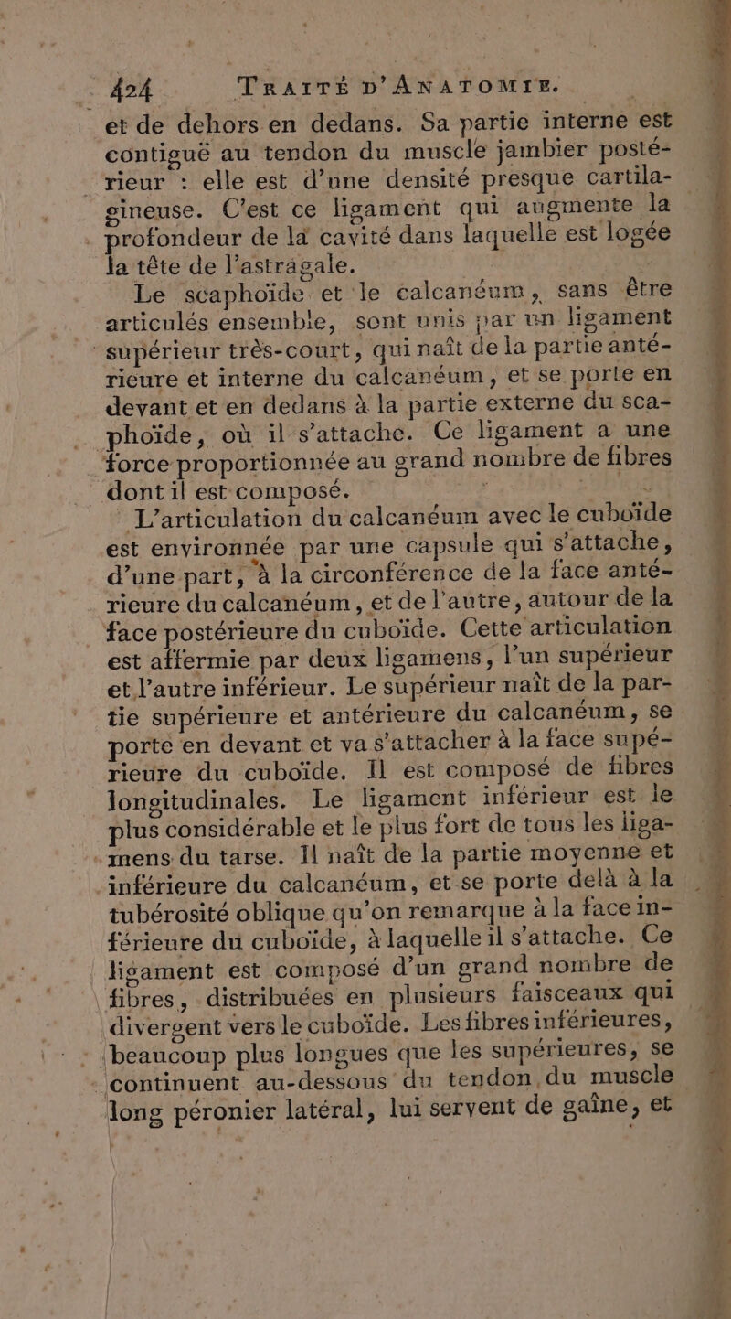 et de dehors en dedans. Sa partie interne est contiguë au tendon du muscle jambier posté- rieur : elle est d’une densité presque cartila- sineuse. C'est ce ligament qui ausmente la . profondeur de là cavité dans laquelle est logée Ja tête de l’astragale. di | Le scaphoïde et le calcanéum, sans être articulés ensemble, sont unis par un ligament supérieur très-court, qui naît de la partie anté- rieure et interne du calcanéum, et se porte en devant et en dedans à la partie externe du sca- … phoïde, où il s'attache. Ce ligament à une force proportionnée au grand nombre de fibres _ dont il est composé. | 2 GERIE L’articulation du calcanéum avec le cuhoïde est environnée par une capsule qui s'attache, d’une part, à la circonférence de la face anté- _ rieure du calcanéum , et de l’autre, autour de la face postérieure du cuboïde. Cette articulation est affermie par deux ligamens, l’un supérieur et l’autre inférieur. Le supérieur naît de la par- tie supérieure et antérieure du calcanéum, se porte en devant et va s'attacher à la face supé- rieure du cuboïde. Il est composé de fbres longitudinales. Le ligament inférieur est. le plus considérable et le plus fort de tous les liga- . mens du tarse. Il naît de la partie moyenne et inférieure du calcanéum, et se porte delà à la tubérosité oblique qu’on remarque à la face in- férieure du cuboïde, à laquelle il s'attache. Ce lisament est composé d’un grand nombre de fibres, distribuées en plusieurs faisceaux qui divergent vers le cuboïde. Les fibres inférieures, - beaucoup plus longues que les supérieures, se - continuent au-dessous du tendon, du muscle long péronier latéral, lui servent de gaîne, et |: