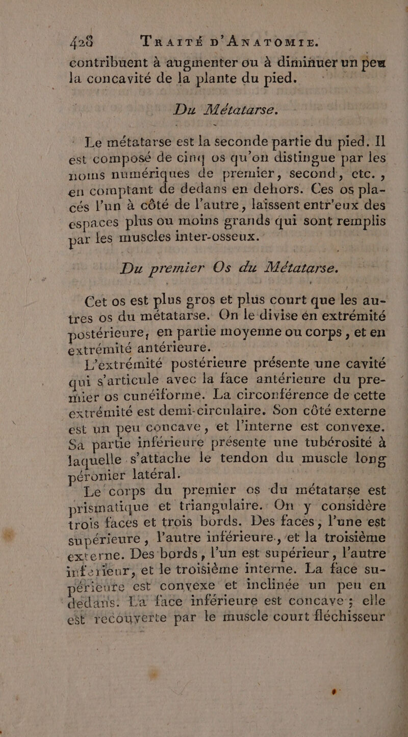 contribuent à augmenter ou à diminuer un peu Ja concavité de la plante du pied. , | MEN Metalarse: Le métatarse est la seconde partie du pied. Il est composé de cinq os qu’on distingue par les noins numériques de premier, second, etc. , en comptant de dedans en dehors. Ces os pla- cés l’un à côté de l’autre, laïssent entr’eux des espaces plus ou moins grands qui sont remplis par les muscles inter-osseux. | Du premier Os du Métatarse. Cet os est plus gros et plus court que les au- tres os du métatarse. On le divise én extrémité postérieure, en partie moyenne ou corps , et en extrémité antérieure. us ui s'articule avec la face antérieure du pre- Hier os cunéiforme. La circonférence de cette extrémité est demi-circulaire. Son côté externe est un peu concave, et l’interne est convexe. Sa parue inférieure présente une tubérosité à laquelle s'attache le tendon du muscle long éronier latéral. is - Le ‘corps du premier os du métatarse est trois faces et trois bords. Des faces, l’une ‘est supérieure ; l’autre inférieure.,’et la troisième externe. Des bords, l’un est supérieur, l’autre inferieur, et le troisième interne. La face su- périeure est convexe et inclinée un peu en ‘dédans: La face inférieure est concave'; elle est recouyerte par le muscle court fléchisseur fl
