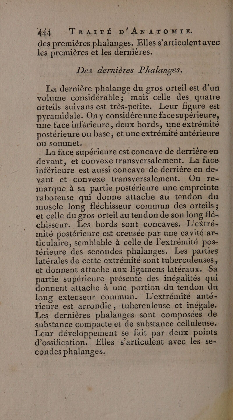 des premières phalanges. Elles s’articulentavec les premières et les dernières. Des dernières Phalanges. _ La dernière phalange du gros orteil est d’un volume considérable; mais celle des quatre orteils suivans est très-petite. Leur figure est pyramidale. On y considèreune facesupérieure, une face inférieure, deux bords, une extrémité postérieure ou base, et une extrémité antérieure ou sommet. La face supérieure est conca ve de derrière en devant, et convexe transversalement. La face inférieure est aussi concave de derrière en de- vant et convexe transversalement. On re- marque à sa partie postérieure une empreinte raboteuse qui donne attache au tendon du muscle long fléchisseur commun des orteils ; et celle du gros orteil au tendon de son long flé- chisseur. Les bords sont concaves. L’extré- mité postérieure est creusée par une cavité ar- ticulaire, semblable à celle de l'extrémité pos- térieure des secondes phalanges. Les parties latérales de cette extrémité sont tuberculeuses, et donnent attache aux ligamens latéraux. Sa donnent attache à une portion du tendon du _long extenseur commun. L'extrémité anté- rieure est arrondie, tuberculeuse et inégale. Les dernières phalanges sont composées de substance compacte et de substance celluleuse. Leur développernent se fait par deux points d’ossification, Elles s’articulent avec les se- condes phalanges.