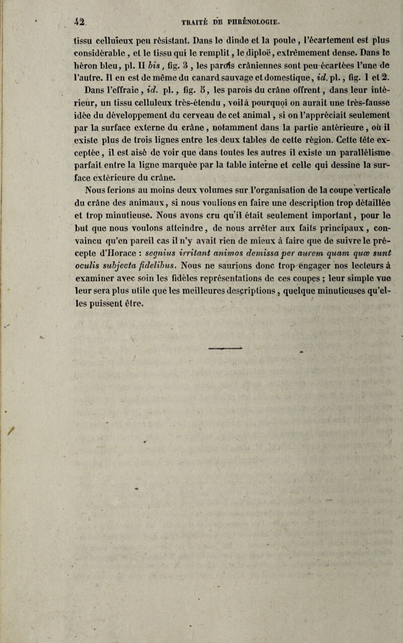 tissu celluleux peu résistant. Dans le dinde et la poule , l’écartement est plus considérable, et le tissu qui le remplit, le diplot*, extrêmement dense. Dans le héron bleu, pi. II bis t fig. S , les pardîs crâniennes sont peu écartées l’une de l’autre. Il en est de même du canard sauvage et domestique, id. pl., fig. 1 et 2. Dans l’effraie, id. pl., fig. 15, les parois du crâne offrent, dans leur inté¬ rieur, un tissu celluleux très-étendu , voilà pourquoi on aurait une très-fausse idée du développement du cerveau de cet animal, si on l’appréciait seulement par la surface externe du crâne, notamment dans la partie antérieure, où il existe plus de trois lignes entre les deux tables de cette région. Cette tête ex¬ ceptée , il est aisé de voir que dans toutes les autres il existe un parallélisme parfait entre la ligne marquée par la table interne et celle qui dessine la sur¬ face extérieure du crâne. Nous ferions au moins deux volumes sur l’organisation de la coupe verticale du crâne des animaux, si nous voulions en faire une description trop détaillée et trop minutieuse. Nous avons cru qu’il était seulement important, pour le but que nous voulons atteindre, de nous arrêter aux faits principaux, con¬ vaincu qu’en pareil cas il n’y avait rien de mieux à faire que de suivre le pré¬ cepte d’Horace : seqnius irritant animas demissa per anrem quam quœ sant oculis subjecta fulelibus. Nous ne saurions donc trop^ngager nos lecteurs à examiner avec soin les fidèles représentations de ces coupes ; leur simple vue leur sera plus utile que les meilleures descriptions, quelque minutieuses qu’el¬ les puissent être.