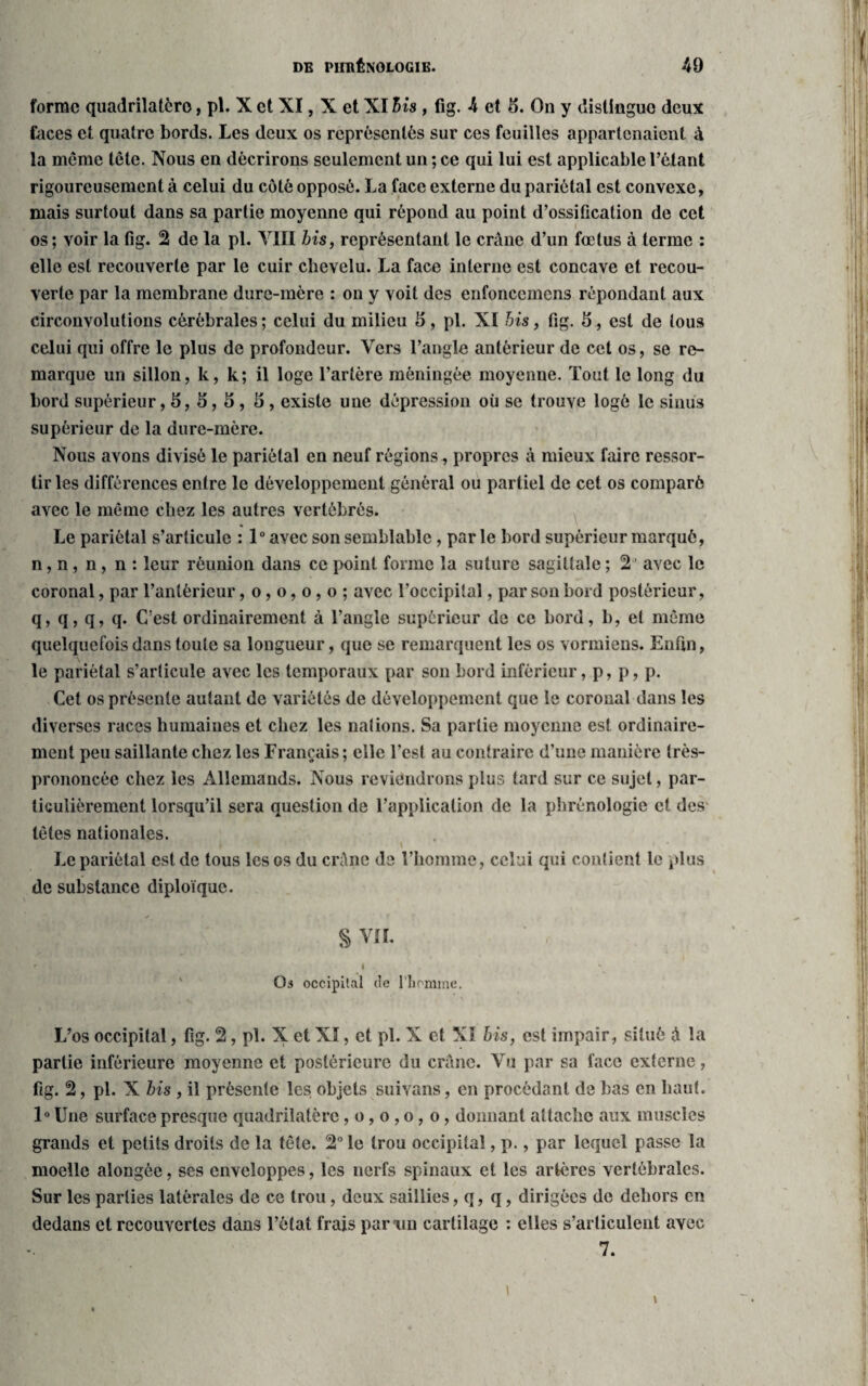 forme quadrilatèro, pi. X et XI, X et XI ibis , fig. 4 et 8. On y distinguo deux faces et quatre bords. Les deux os représentés sur ces feuilles appartenaient à la môme tête. Nous en décrirons seulement un ; ce qui lui est applicable l’étant rigoureusement à celui du côté opposé. La face externe du pariétal est convexe, mais surtout dans sa partie moyenne qui répond au point d’ossification de cet os; voir la fig. 2 de la pi. VIII bis, représentant le crâne d’un fœtus à terme : elle est recouverte par le cuir chevelu. La face interne est concave et recou¬ verte par la membrane dure-mère : on y voit des enfonccmens répondant aux circonvolutions cérébrales; celui du milieu 15, pi. XI bis, fig. 5, est de tous celui qui offre le plus de profondeur. Vers l’angle antérieur de cet os, se re¬ marque un sillon, k, k; il loge l’artère méningée moyenne. Tout le long du bord supérieur, S, S, 5 , 5, existe une dépression où se trouve logé le sinus supérieur de la dure-mère. Nous avons divisé le pariétal en neuf régions, propres à mieux faire ressor¬ tir les différences entre le développement général ou partiel de cet os comparé avec le même chez les autres vertébrés. Le pariétal s’articule : 1° avec son semblable, par le bord supérieur marqué, n, n, n, n : leur réunion dans ce point forme la suture sagittale ; 2 ’ avec le coronal, par l’antérieur, o, o, o, o ; avec l’occipital, par son bord postérieur, q, q, q, q. C'est ordinairement à l’angle supérieur de ce bord, b, et même quelquefois dans toute sa longueur, que se remarquent les os vormiens. Enfin, le pariétal s’articule avec les temporaux par son bord inférieur, p, p, p. Cet os présente autant de variétés de développement que le coronal dans les diverses races humaines et chez les nations. Sa partie moyenne est ordinaire¬ ment peu saillante chez les Français ; elle l’est au contraire d’une manière très- prononcée chez les Allemands. Nous reviendrons plus tard sur ce sujet, par¬ ticulièrement lorsqu’il sera question de l’application de la phrénologie et des tètes nationales. v. y' 1 -i C«v. } ;, • f [ * Le pariétal est de tous les os du crène de l’homme, celui qui contient le plus de substance diploïque. § VIL r i Os occipital de l’homme. L’os occipital, fig. 2, pi. X et XI, et pi. X et XI bis, est impair, situé à la partie inférieure moyenne et postérieure du crâne. Vu par sa face externe, fig. 2, pi. X bis , il présente les objets suivans, en procédant de bas en haut. 1° Une surface presque quadrilatère, o, o , o, o, donnant attache aux muscles grands et petits droits de la tête. 2° le trou occipital, p., par lequel passe la moelle alongèc, ses enveloppes, les nerfs spinaux et les artères vertébrales. Sur les parties latérales de ce trou, deux saillies, q, q, dirigées de dehors en dedans et recouvertes dans l’état frais par un cartilage : elles s’articulent avec 7.