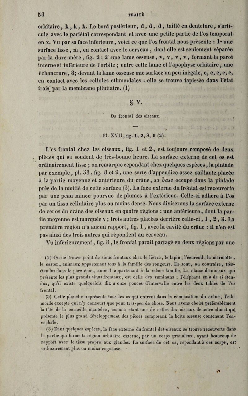 orbitaire, k, k, k. Le bord postérieur, d, d, d, taillé en dentelure, s'arti¬ cule avec le pariétal correspondant et avec une petite partie de l’os temporal en x. Tu par sa face inférieure, voici ce que l’os frontal nous présente : 1° une surface lisse , m , en contact avec le cerveau , dont elle est seulement séparée par la dure-mère, fig. 2 ; 2° une lame osseuse, v, v, v, v, formant la paroi interne et inférieure de l’orbite ; entre cette lame et l’apophyse orbitaire, une échancrure, 8; devant la lame osseuse une surface un peu inégale, e, e, e, e, e, en contact avec les cellules ethmoïdales : elle se trouve tapissée dans l’état frais] par la membrane pituitaire. (1) § V. Os frontal de3 oiseaux. * PI. XVII, fig. 1,2, 8, 9(2). L’os frontal chez les oiseaux, fig. 1 et 2, est toujours composé de deux pièces qui se soudent de très-bonne heure. La surface externe de cet os est v • ordinairement lisse ; on remarque cependant chez quelques espèces, la pintade par exemple, pl. 58 , fig. 8 et 9, une sorte d’appendice assez saillante placée à la partie moyenne et antérieure du crâne, sa hase occupe dans la pintade près de la moitié de cette surface (S). La face externe du frontal est recouverte par une peau mince pourvue de plumes à l’extérieur. Celle-ci adhère à l’os par un tissu cellulaire plus ou moins dense. Nous diviserons la surface externe de cet os du crâne des oiseaux en quatre régions : une antérieure, dont la par¬ tie moyenne est marquée v ; trois autres placées derrière celle-ci, 1,2, 8. La première région n’a aucun rapport, fig. 1, avec la cavité du crâne : il n’en est pas ainsi des trois autres qui répondent au cerveau. Vu inférieurement, fig. 8 , le frontal parait partagé en deux régions par une (1) On ne trouve point de sinus frontaux chez le lièvre, le lapin , l’écureuil, la marmotte , le castor, animaux appartenant tous à la famille des rongeurs. Ils sout, au contraire, très- étendus dans le porc-épic, animal appartenant à la même famille. La classe d’animaux qui présente les plus grands sinus frontaux, est celle des ruminans : l’éléphant eu a de si éten¬ dus, qu’il existe quelquefois dix à onze pouces d’intervalle entre les deux tables de l’os frontal. (2) Cette planche représente tous les os qui entrent dans la composition du crâne, l’eth- moïde excepté qui n’v concourt que pour très-peu de chose. Nous avons choisi préférablement la tête delà corneille mautelée, comme étant une de celles des oiseaux de notre climat qui présente le plus grand développement des pièces composant la boite osseuse contenant l’en¬ céphale. (3 l Dans quelques espèces, la face externe du frontal des oiseaux se trouve recouverte dans la partie qui forme la région orbitaire externe, par un corps granuleux, ayant beaucoup de rapport avec le tissu propre aux glandes. La surface de cet os, répondant à ces corps, est ordinairement plus ou moins rugueuse.