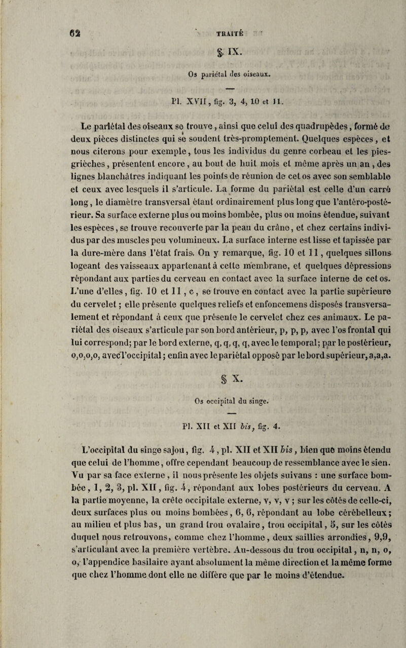 & IX. Os pariétal des oiseaux. PI. XVir, fig. 3, 4, 10 et 11. Le pariétal des oiseaux so trouve, ainsi que celui des quadrupèdes, formé de deux pièces distinctes qui se soudent très-promptement. Quelques espèces, et nous citerons pour exemple, tous les individus du genre corbeau et les pies- grièches , présentent encore, au bout de huit mois et même après un an , des lignes blanchâtres indiquant les points de réunion de cet os avec son semblable et ceux avec lesquels il s’articule. La forme du pariétal est celle d’un carré long, le diamètre transversal étant ordinairement plus long que l’antéro-posté¬ rieur. Sa surface externe plus ou moins bombée, plus ou moins étendue, suivant les espèces, se trouve recouverte par la peau du crâne, et chez certains indivi¬ dus par des muscles peu volumineux. La surface interne est lisse et tapissée par la dure-mère dans l’état frais. On y remarque, fig. 10 et 11, quelques sillons logeant des vaisseaux appartenant à cette membrane, et quelques dépressions répondant aux parties du cerveau en contact avec la surface interne de cet os. L’une d’elles, fig. 10 et 11 , c, se trouve en contact avec la partie supérieure du cervelet ; elle présente quelques reliefs et enfoncemens disposés transversa¬ lement et répondant à ceux que présente le cervelet chez ces animaux. Le pa¬ riétal des oiseaux s’articule par son bord antérieur, p, p, p, avec Los frontal qui lui correspond; par le bord externe, q, q, q, q, avec le temporal; par le postérieur, 0,0,0, o, avecl’occipital ; enfin avec lepariétal opposé par le bord supérieur, a,a,a. § X. Os occipital du singe. PI. XII et XII bis, %. 4. L’occipital du singe sajou, fig. 4, pi. XII et XII his, bien quo moins étendu que celui de l’homme, offre cependant beaucoup de ressemblance avec le sien. Vu par sa face externe , il nous présente les objets suivans : une surface bom¬ bée , 1, 2, 3, pi. XII, fig. 4, répondant aux lobes postérieurs du cerveau. A la partie moyenne, la crête occipitale externe, y, v, v ; sur les côtés de celle-ci, deux surfaces plus ou moins bombées, 6, 6, répondant au lobe cérébelleux ; au milieu et plus bas, un grand trou ovalaire, trou occipital, 5, sur les côtés duquel nous retrouvons, comme chez l’homme, deux saillies arrondies, 9,9, s'articulant avec la première vertèbre. Au-dessous du trou occipital, n, n, o, o, l’appendice basilaire ayant absolument la même direction et la même forme que chez l’homme dont elle ne diffère que par le moins d’étendue.