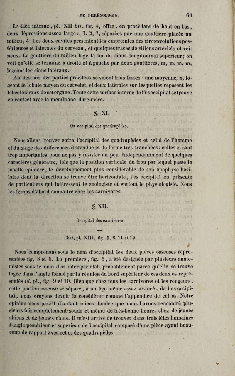 La face interne, pi. XII bis, fig. 4, offre, en procédant de haut en has, deux dépressions assez larges, 1, 2, S, séparées par une gouttière placée au milieu, 4. Ces deux cavités présentent les empreintes des circonvolutions pos¬ térieures et latérales du cerveau , et quelques traces de sillons artériels et vei¬ neux. La gouttière du milieu loge la fin du sinus longitudinal supérieur; on voit qu’elle se termine à droite et à gauche par deux gouttières, m, m, m, m, logeant les sinus latéraux. Au-dessous des parties précitées se voient trois fosses : une moyenne, x, lo¬ geant le lobule moyen du cervelet, et deux latérales sur lesquelles reposent les lobeslatéraux de cetorgane. Toute cette surface interne de l'osoccipital se trouve en contact avec la membrane dure-mère. § XI. Os occipital des quadrupèdes. Nous allons trouver entre l’occipital des quadrupèdes et celui de l’homme et du singe des différences d’étendue et de forme très-tranchées : celles-ci sont trop importantes pour ne pas y insister un peu. Indépendamment de quelques caractères généraux, tels que la position verticale du trou par lequel passe la moelle épinière, le développement plus considérable de son apophyse basi¬ laire dont la direction se trouve être horizontale, l’os occipital en présente de particuliers qui intéressent le zoologiste et surtout le physiologiste. Nous les ferons d’abord connaître chez les carnivores. §XII. Occipital des carnivores. Chat, pi. XIII, fig. 5, 6, 11 et 12. f: ' * Nous comprenons sous le nom d’occipital les deux pièces osseuses repré¬ sentées fig. 5 et G. La première , fig. 15, a été désignée par plusieurs anato¬ mistes sous le nom d’os inter-pariétal, probablement, parce qu’elle se trouve logée dans l’angle formé par la réunion du bord supérieur de ces deux os repré¬ sentés id. pl., fig. 9 et 10. Bien que chez tous les carnivores et les rongeurs, celle portion osseuse se sépare, à un Age même assez avancé, de l’os occipi¬ tal , nous croyons devoir la considérer comme l’appendice de cet os. Notre opinion nous parait d’autant mieux fondée que nous l'avons rencontré plu¬ sieurs fois complètement'soudé et même de très-bonne heure, chez de jeunes chiens et de jeunes chats. Il m’est arrivé de trouver dans trois têtes humaines Tangle postérieur et supérieur de l’occipital composé d’une pièce ayant beau¬ coup de rapport avec cet os des quadrupèdes.