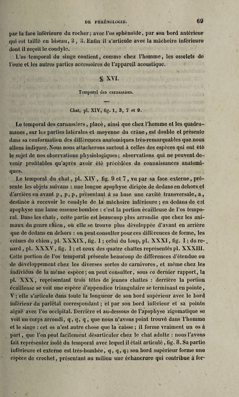 par la face inférieure du rocher ; avec l’os sphénoïde, par son hord antérieur qui est taillé en biseau, 3, Enfin il s’articule avec la mâchoire inférieure dont il reçoit le condyle. L’os temporal du singe contient, comme chez l’homme, les osselets de l’ouïe et les autres parties accessoires de l’appareil acoustique. • , § XVI. Temporal des carnassiers. Chat, pi. XIV, fig. 1, 3, 7 et 9. Le temporal des carnassiers, placé, ainsi que chez l’homme et les quadru¬ manes , sur les parties latérales et moyenne du crâne, est double et présente dans sa conformation des différences anatomiques très-remarquables que nous allons indiquer. Nous nous attacherons surtout à celles des espèces qui ont été le sujet de nos observations physiologiques ; observations qui ne peuvent de¬ venir protitables qu’après avoir été précédées de connaissances anatomi¬ ques. Le temporal du chat, pi. XIV, fig. 9 et 7 , vu par sa face externe, pré¬ sente les objets suivans : une longue apophyse dirigée de dedans en dehors et d’arrière en avant p, p, p, présentant à sa base une cavité transversale, a, destinée à recevoir le condyle de la mâchoire inférieure ; en dedans de cet apophyse une lame osseuse bombée : c’est la portion écailleuse de l’os tempo¬ ral. Dans les chats, cette partie est beaucoup plus arrondie que chez les ani¬ maux du genre chien, où elle se trouve plus développée d’avant en arrière que de dedans en dehors : on peut consulter pour ces différences de forme, les crânes du chien , pi. XXXIX, fig. 1 ; celui du loup, pi. XXXI, fig. 1 ; du re-. nard , pi. XXX V, tig. 1 ; et ceux des quatre chattes représentés pi. XXXIII. Cette portion de l’os temporal présente beaucoup de différences d’étendue ou de développement chez les diverses sortes de carnivores, et même chez les individus de la même espèce; on peut consulter, sous ce dernier rapport, la pi. XXX, représentant trois têtes de jeunes chattes : derrière la portion écailleuse se voit une espèce d’appendice triangulaire se terminant en pointe, V ; elle s’articule dans toute la longueur de son bord supérieur avec le bord inférieur du pariétal correspondant ; et par son bord inférieur et sa pointe aiguë avec l’os occipital. Derrière et au-dessous de l’apophyse zigomatique se voit un corps arrondi, q, q, q, que nous n’avons point trouvé dans l’homme et le singe : cet os n’est autre chose que la caisse ; il forme vraiment un os à part, que l’on peut facilement désarticuler chez le chat adulte : nous l’avons fait représenter isolé du temporal avec lequel il était articulé, fig. 8. Sa partie inférieure et externe est très-bombée, q, q, q; son bord supérieur forme une espèce de crochet, présentant au milieu une échancrure qui contribue à for-