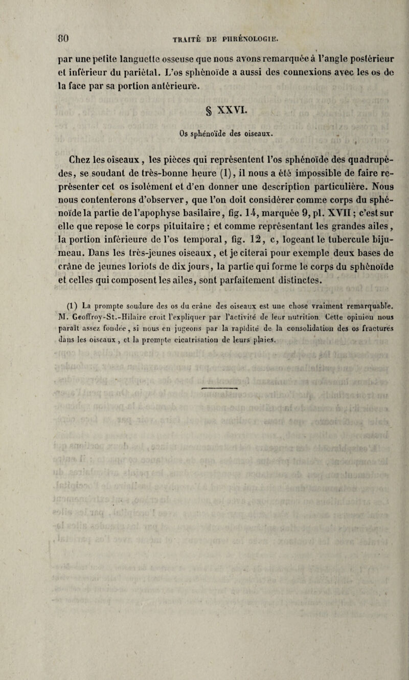 80 TRAITÉ DE PHRÉNOLOGIE. par une petite languette osseuse que nous avons remarquée à Tangle postérieur et inférieur du pariétal. L’os sphénoïde a aussi des connexions avec les os de la face par sa portion antérieure. S XXVI. Os sphénoïde des oiseaux. Chez les oiseaux, les pièces qui représentent l’os sphénoïde des quadrupè¬ des, se soudant de très-bonne heure (1), il nous a été impossible de faire re¬ présenter cet os isolément et d’en donner une description particulière. Nou9 nous contenterons d’observer, que Ton doit considérer comme corps du sphé- y noïdela partie de l’apophyse basilaire, fig. 14, marquée 9,pl. XVII ; c’est sur elle que repose le corps pituitaire ; et comme représentant les grandes ailes, la portion inférieure de l’os temporal, fig. 12, c, logeant le tubercule biju- meau. Dans les très-jeunes oiseaux, et je citerai pour exemple deux bases de crâne de jeunes loriots de dix jours, la partie qui forme le corps du sphénoïde et celles qui composent les ailes, sont parfaitement distinctes. (1) La prompte soudure des os du crâne des oiseaux est une chose vraiment remarquable. M. Geoffroy-St.-Hilaire croit l’expliquer par l’activité de leur nutrition. Cette opinion nous parait assez fondée, si nous en jugeons par la rapidité de la consolidation des os fracturés dans les oiseaux , et la prompte cicatrisation de leurs plaies.