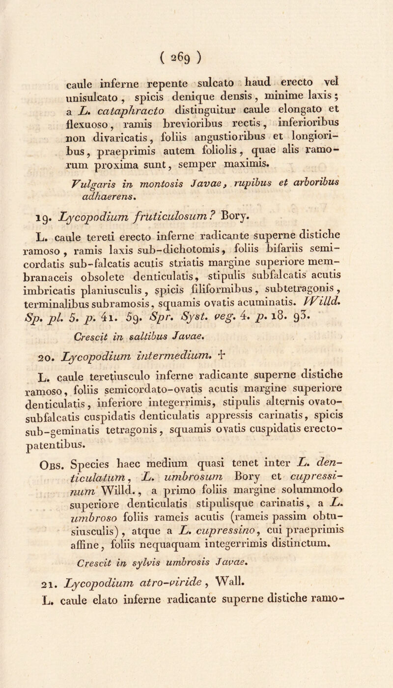 caule inferne repente sulcato haud erecto vel unisulcato , spicis denique densis , minime laxis ; a L» cataphracto distinguitur caule elongato et flexuoso, ramis brevioribus rectis, inferioribus non divaricatis, foliis angustioribus et longiori- bus, praepxdmis autem foliolis, quae alis ramo- i’um proxima sunt, semper maximis. Vulgaris in montosis Javae, rupibus et arboribus adhaerens» 19. Lycopodium frUticulosum? Bory. L. caule tereti erecto inferne radicante superne distiche ramoso, ramis laxis sub-dichotomis, foliis bifariis semi- cordatis sub-falcatis acutis striatis margine superiore mem- branaceis obsolete denticulatis, stipulis subfalcatis acutis imbricatis planiusculis , spicis filiformibus , subtetragonis , terminalibus subramosis, squamis ovatis acuminatis. Willd» Sp. pL 5. p- 4i. 59. Spr» SysU f^eg. 4. p. 18. 90. Crescit in saltibus Javae» 20. Lycopodium intermedium» L. caule teretlusculo inferne radicante superne distiche ramoso, foliis semicordato-ovatis acutis margine superiore denticulatis, inferiore integerrimis, stipulis alternis ovato- subfalcatis cuspidatis denticulatis appressis carinatis, spicis geminatis tetragonis, squamis ovatis cuspidatis erecto- patentibus. Obs. Species haec medium quasi tenet inter L» den- ticulatum., L» umbrosum Bory et cupressi- num Willd., a primo foliis margine solummodo superiore denticulatis stipulisque carinatis, a L» umbroso foliis rameis acutis (rameis passim obtu- siusculis) , atque a L» cupressino ^ cui praeprimis affine, foliis nequaquam integerrimis distinctum. Crescit in sylvis umbrosis Javae» 21. Lycopodium atro-viride ^ Wall. L. caule elato inferne radicante superne distiche ramo-