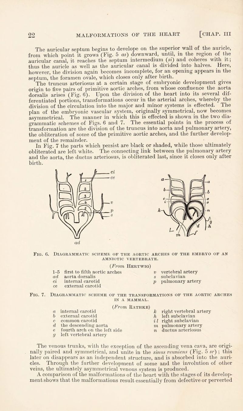 The auricular septum begins to develope on the superior wall of the auricle, from which point it grows (Tig. 5 as) downward, until, in the region of the auricular canal, it reaches the septum intermedium (si) and coheres with it; thus the auricle as well as the auricular canal is divided into halves. Here, however, the division again becomes incomplete, for an opening appears in the septum, the foramen ovale, which closes only after birth. The truncus arteriosus at a certain stage of embryonic development gives origin to five pairs of primitive aortic arches, from whose confluence the aorta dorsalis arises (Fig. 6). Upon the division of the heart into its several dif¬ ferentiated portions, transformations occur in the arterial arches, whereby the division of the circulation into the major and minor systems is effected. The plan of the embryonic vascular system, originally symmetrical, now becomes asymmetrical. The manner in which this is effected is shown in the two dia¬ grammatic schemes of Figs. 6 and 7. The essential points in the process of transformation are the division of the truncus into aorta and pulmonary artery, the obliteration of some of the primitive aortic arches, and the further develop¬ ment of the remainder. In Fig. 7 the parts which persist are black or shaded, while those ultimately obliterated are left white. The connecting link between the pulmonary artery and the aorta, the ductus arteriosus, is obliterated last, since it closes only after birth. Fig. 6. Diagrammatic scheme of the aortic arches of the embryo of an AMNIOTIC VERTEBRATE. {From Hertwig) 1-5 first to fifth aortic arches v ad aorta dorsalis s ci internal carotid p ce external carotid Fig. 7. Diagrammatic scheme of the transformations of the aortic arches IN A MAMMAL. {From Rathke) a internal carotid b external carotid c common carotid d the descending aorta e fourth arch on the left side g left vertebral artery The venous trunks, with the exception of the ascending vena cava, are origi¬ nally paired and symmetrical, and unite in the sinus reunions (F ig. 5 sr) ; this later on disappears as an independent structure, and is absorbed into the auri¬ cles. Through the further development of some and the involution of other veins, the ultimately asymmetrical venous system is produced. A comparison of the malformations of the heart with the stages of its develop¬ ment shows that the malformations result essentially from defective or perverted k right vertebral artery h left subclavian i l right subclavian m pulmonary artery n ductus arteriosus vertebral artery subclavian pulmonary artery