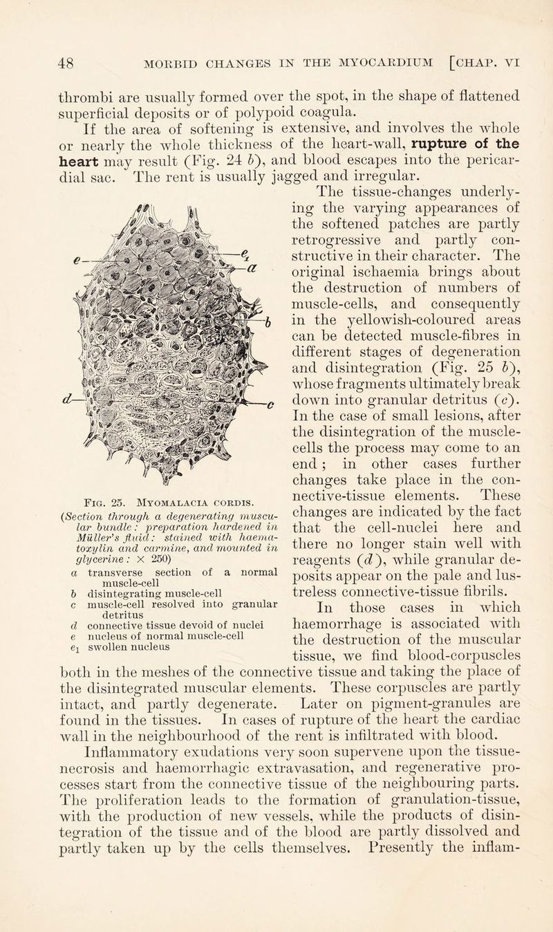 thrombi are usually formed over the spot, in the shape of flattened superficial deposits or of polypoid coagula. If the area of softening is extensive, and involves the whole or nearly the whole thickness of the heart-wall, rupture of the heart may result (Fig. 24 6), and blood escapes into the pericar¬ dial sac. The rent is usually jagged and irregular. The tissue-changes underly¬ ing the varying appearances of the softened patches are partly retrogressive and partly con¬ structive in their character. The original ischaemia brings about the destruction of numbers of muscle-cells, and consequently in the yellowish-coloured areas can be detected muscle-fibres in different stages of degeneration and disintegration (Fig. 25 5), whose fragments ultimately break down into granular detritus (e). In the case of small lesions, after the disintegration of the muscle- cells the process may come to an end; in other cases further changes take place in the con¬ nective-tissue elements. These changes are indicated by the fact that the cell-nuclei here and there no longer stain well with reagents (d), while granular de¬ posits appear on the pale and lus¬ treless connective-tissue fibrils. In those cases in which haemorrhage is associated with the destruction of the muscular tissue, we find blood-corpuscles both in the meshes of the connective tissue and taking the place of the disintegrated muscular elements. These corpuscles are partly intact, and partly degenerate. Later on pigment-granules are found in the tissues. In cases of rupture of the heart the cardiac wall in the neighbourhood of the rent is infiltrated with blood. Inflammatory exudations very soon supervene upon the tissue- necrosis and haemorrhagic extravasation, and regenerative pro¬ cesses start from the connective tissue of the neighbouring parts. The proliferation leads to the formation of granulation-tissue, with the production of new vessels, while the products of disin¬ tegration of the tissue and of the blood are partly dissolved and partly taken up by the cells themselves. Presently the inflam- Fig. 25. Myomalacia cordis. (Section through a degenerating muscu¬ lar bundle: preparation hardened in Muller’s fluid: stained with haema- toxylin and carmine, and mounted in glycerine : X 250) a transverse section of a normal muscle-cell b disintegrating muscle-cell c muscle-cell resolved into granular detritus d connective tissue devoid of nuclei e nucleus of normal muscle-cell e\ swollen nucleus
