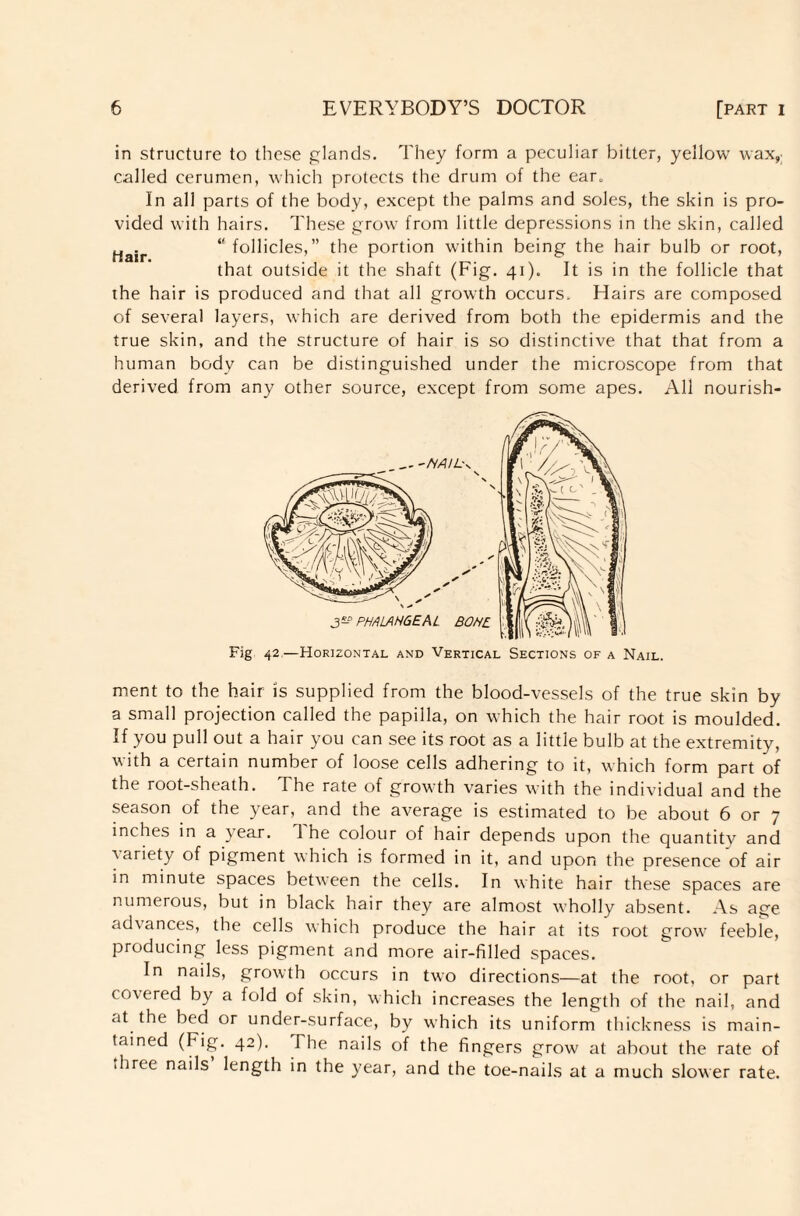 in structure to these glands. They form a peculiar bitter, yellow wax>: called cerumen, which protects the drum of the ear. In all parts of the body, except the palms and soles, the skin is pro¬ vided with hairs. These grow from little depressions in the skin, called Hair “follicles,” the portion within being the hair bulb or root, that outside it the shaft (Fig. 41). It is in the follicle that the hair is produced and that all growth occurs. Hairs are composed of several layers, which are derived from both the epidermis and the true skin, and the structure of hair is so distinctive that that from a human body can be distinguished under the microscope from that derived from any other source, except from some apes. All nourish¬ ment to the hair is supplied from the blood-vessels of the true skin by a small projection called the papilla, on which the hair root is moulded. If you pull out a hair you can see its root as a little bulb at the extremity, with a certain number of loose cells adhering to it, which form part of the root-sheath. The rate of growth varies with the individual and the season of the year, and the average is estimated to be about 6 or 7 inches in a year. 1 he colour of hair depends upon the quantity and ■variety of pigment which is formed in it, and upon the presence of air in minute spaces between the cells. In white hair these spaces are numerous, but in black hair they are almost wholly absent. As age advances, the cells which produce the hair at its root grow feeble, producing less pigment and more air-filled spaces. In nails, growth occurs in two directions—at the root, or part covered by a fold of skin, which increases the length of the nail, and at the bed or under-surface, by which its uniform thickness is main¬ tained (Fig. 42). The nails of the fingers grow at about the rate of diree nails length in the year, and the toe-nails at a much slower rate.