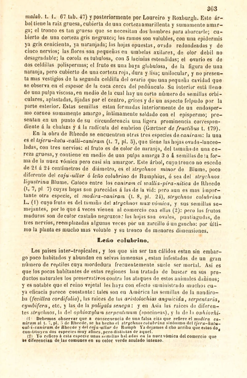 malab. t. I. 67 tub. 47) y posteriormente por Loureiro y Roxburgh. Este ár¬ bol lieue la raiz gruesa, cubierta de una corteza amarillenta y sumamente amar¬ ga; el tronco es tan grueso que se necesitan dos hombres para abarcarle; cu¬ bierto de una corteza gris negruzca; los ramos son volubles, con una epidermis ya gi’is cenicienta, ya naranjada; las hojas opuestas, ovado redondeadas y de cinco nervios; las llores son pequeñas en umbelas axilares, de olor débil no desagradable; la corola es tubulosa, con 5 lacinias estendidas; el ovario es de dos celdillas polispermas; el fruto es una baya globulosa, de la figura de una naranja, pero cubierto de una corteza roja, dura y lisa; unilocular, y no presen¬ ta mas vestigios de la segunda celdilla del ovario que una pequeña cavidad que se observa en el espesor de la coca cerca del pedúnculo. Su interior está lleno de una pulpa viscosa, en medio déla cual hay un corto número de semillas orbi¬ culares, aplastadas, lijadas por el centro, grises y de un aspecto felpudo por la parle esterior. Estas semillas están formadas interiormente de un endosper- ino corneo sumamente amargo, íntimamente soldado con el epispermo; pre¬ sentan en un punto de su circunferencia una ligera prominencia correspon¬ diente á la chalaza y á la radícula del embrión (Gcertner de fruclibus t. 179). En la obra de Rheede se encuentran otras tres especies de caniram: la una es el Isjeru-kalu -valli-caniram (t. 7, pl. 5), que tiene las hojas ovado-lanceo- ladas, con tres nervios: el fruto es de color de naranja, del tamaño de una ce¬ reza gruesa, y contiene en medio de una pulpa amarga 3 o 4 semillas de ¡a for¬ ma de la nuez vómica pero casi sin amargor. Este árbol, cuyo tronco no escede de 21 á 24 centímetros de diámetro, es el stnjchnos minor de Bluine, poco diferente del cajú-tillar ó leño colubrino de Rumphius, ó sea del slrychnos ligustrina Blume. Coloco entre los caniram el wallia-pira-nilica de Rheede (t, 7, pl 7) cuyas hojas son parecidas á las de la vid: pero aun es mas impor¬ tante otra especie, el modira-caniram (t. 8, pl. 24), slrychnos colubrina L. (1) cuyo fruto es del tamaño del slrychnos nux vómica, y sus semillas se¬ mejantes, porto que á veces vienen al comercio con ellas (2): pero los frutos maduros son de color castaño negruzco: las hojas son ovales, puntiagudas, de tres nervios, reemplazadas algunas veces por un zarcillo ó un gancho: por últi¬ mo la planta es mucho mas voluble y su tronco de menores dimensiones. Leño eolultrino. Los países inter—tropicales, y los que sin ser tan cálidos están sin embar¬ go poco habitados y abundan en selvas inmensas , están infestados de un gran número de reptiles cuya mordedura frecuentemente suele ser mortal. Asi es que los pocos habitantes de estas regiones han tratado de buscar en sus pro¬ ductos naturales los preservativos contra los ataques de estos animales dañinos; y es notable que el reino vejetal les haya con efecto suministrado muchos cu¬ ya eficacia parece constante: tales son en América las semillas de la nandiro- ba (fevillea cordifolia), las raíces de las aristolocliias anguicida, serpentaria, cymbifera, etc. y las de la polígala senega : y en Asia las raíces de diferen¬ tes slrychnos, la del ophioxylum serpenlmwn (apocineas), y la de la oyhiorhi- (1 Debemos observar que a consecuencia de una falsa cita que refiere el modira ea- nirom al t. 7, pl. fl de Rheede. se ha hecho el slrychnos calabrina sinónimo del Ijera-lcatu- vahi-caniram de Rheede y del cnja ullar de Itumph Ya dejamos d cho arriba que estos do, con-lilujen dos especies muy afines,pero distintas de aquel. * (2) Yo refiero á esta especie unas semillas bal adas en la nuez vómica del comercio que se diferencian de las comunes en su color verde azulado intenso.