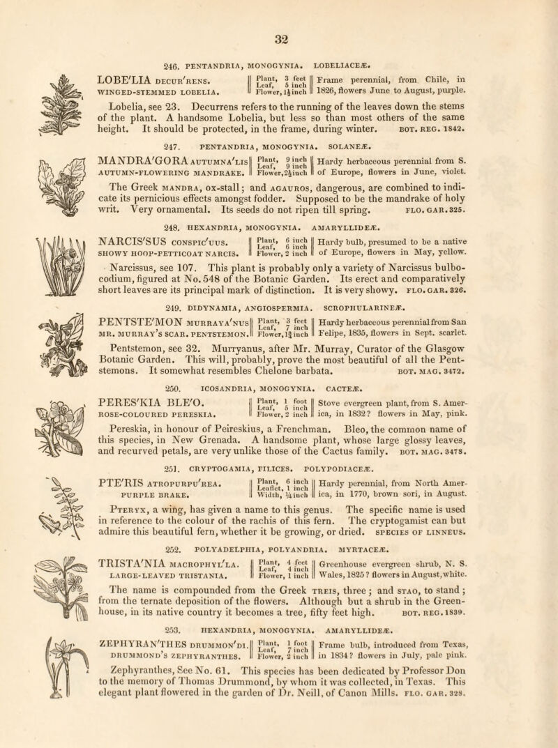 246. PENTANDRIA, MONOGYNIA. LOBELIACE®. LOBE'LIA decur'rens. II £],““*• jj f*** II Frame perennial, from Chile, in WINGED-STEMMED LOBELIA. II Flower, 1}inch II 1826, flowers June to August, purple. Lobelia, see 23. Decurrens refers to the running of the leaves down the stems of the plant. A handsome Lobelia, but less so than most others of the same height. It should be protected, in the frame, during winter. bot. reg. 1842. 247. PENTANDRIA, MONOGYNIA. SOLANE®. MANDRA'GORA autumna'lisII £JjU*> II Hardy herbaceous perennial from S. AUTUMN-FLOWERING MANDRAKE. II Flower,2Jinch II of Europe, flowers in June, violet. The Greek mandra, ox-stall; and agauros, dangerous, are combined to indi¬ cate its pernicious effects amongst fodder. Supposed to be the mandrake of holy writ. Very ornamental. Its seeds do not ripen till spring. flo.gar.325. 248. IIEXANDRIA, MONOGYNIA. AMARYLLIDE®. NARCIS'SUS CONSPIc’uus. || | j“£|j II Hardy bulb, presumed to be a native SHOWY HOOP-PETTICOAT NARCIS. II Flower, 2 inch II of Europe, flowers in May, yellow. Narcissus, see 107. This plant is probably only a variety of Narcissus bulbo- codium, figured at No. 548 of the Botanic Garden. Its erect and comparatively short leaves are its principal mark of distinction. It is very showy, flo. gar. 326. 249. DIDYNAMIA, ANGIOSPERMIA. SCROPHULARINE®. PENTSTE'MON MURRAY a,nus|| P’^l> £ II Hardy herbaceous perennial from San MR. Murray’s SCAR. PENTSTEMON.il Flower, 1|inch II Felipe, 1835, flowers in Sept, scarlet. Pentstemon, see 32. Murryanus, after Mr. Murray, Curator of the Glasgow Botanic Garden. This will, probably, prove the most beautiful of all the Pent- stemons. It somewhat resembles Chelone barbata. bot. mag. 3472. 250. ICOSANDRIA, MONOGYNIA. CACTE®. PERES'KIA BLE'O. |j » *_ II Stove evergreen plant, from S.Amer- rose-coloured pereskia. II Flower, 2 inch II ica, in 1832? flowers in May, pink. Pereskia, in honour of Peireskius, a Frenchman. Bleo, the common name of this species, in New Grenada. A handsome plant, whose large glossy leaves, and recurved petals, are very unlike those of the Cactus family, bot. mag. 347s. 251. CRYPTOGAMIA, FILICES. POLYPODIACE®. PTE'RIS atropurpu'rea. || ® II Hardy perennial, from North Ainer- PURPLE BRAKE. II Width,' 14inch II ica, in 1770, brown sori, in August. Pteryx, a wing, has given a name to this genus. The specific name is used in reference to the colour of the rachis of this fern. The cryptogamist can but admire this beautiful fern, whether it be growing, or dried, species op linneus. 252. POLYADELPIIIA, POLYANDniA. MYRTACE®. TRISTA'NIA macROPHYl'la. II '* | Greenhouse evergreen shrub, N. S. LARGE-LEAVED TRISTANIA, II Flower, 1 inch II Wales, 1825? flowers in August,white. The name is compounded from the Greek treis, three; and stao, to stand ; from the ternate deposition of the flowers. Although but a shrub in the Green¬ house, in its native country it becomes a tree, fifty feet high. bot. reg.1889. 253. IIEXANDRIA, MONOGYNIA. AMARYLLIDE®. ZEPHYRAN'TIlES drummon'di.II 7fnch II Frame 8111b, introduced from Texas, drummond’s zepiiyrantiies. II Flower, 2 inch II in 1834? flowers in July, pale piuk. Zephyranthes, See No. 61. This species has been dedicated by Professor Don to the memory of Thomas Drummond, by whom it was collected, in Texas. This elegant plant flowered in the garden of Dr. Neill, of Canon Mills, flo. gar. 32s.