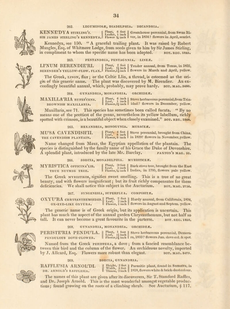 262. LEGUMINOS®, DIA DELPHI A# DECANDRIA. KENNE'DYA stibling'i. 11 rla1i1’. r! feef II Greenhouse perennial, from Swan Ri- Leaflet, 1 men 1 SIR JAMES STIRLING S KENNEDYA.il Flower % inch II ver, m 18341 flowers in April,scarlet. Kennedya, see 150. “A graceful trailing plant. It was raised by Robert Mangles, Esq. of Whitmore Lodge, from seeds given to him by Sir James Stirling, in compliment to whom the specific name has been adopted. bot. reg. 1845. 263. PENTANDRIA, PENTAGVNIA. LINE.®. LI'NUM BERENDIE'RI. II [’[“*> II Tender annua], from Texas, in 1836, berender’s yellow-flow. flaxJI Flower,i| inch II flowers in March and April, yellow. The Greek, linon, flax; or the Celtic Llin, a thread, is esteemed as the ori¬ gin of this generic name. The plant was discovered by M. Birendier. An ex¬ ceedingly beautiful annual, which, probably, may prove hardy, bot. mac. 3480. 264. GYNANDRIA, MONANDRIA. ORCIIIDE®. MAXILLA'RIA rufes'cens. II [ |”'|J II Stove herbaceous perennial,from Trin- BROWNISH MAXILLARIA. II Flower, 1Jinch II idad? flowers in December, yellow. Maxillaria, see 71. This species has sometimes been called fucata. “ By no means one of the prettiest of the genus, nevertheless its yellow labellum, richly spotted with crimson, is a beautiful object when closely examined.” bot. reg. 1848. 265. HEXANDRIA, MONOGYNIA. MUSACE®. MU'S A CAVENDISH'II. II | fnch II stove perennial, brought from China, the CAVENDISH PLANTAIN. II Flower, 8 inch II in 1829? flowers in November,yellow. Name changed from Mauz, the Egyptian appellation of the plantain. The species is distinguished by the family name of his Grace the Duke of Devonshire. A splendid plant, introduced by the late Mr. Barclay. paxton’s mag. si. 266. DIfECIA, MON A DELPHI A. MYRISTICE®. MYRIS'TICA OFFICINa'lis. II J’j;”1.1' II Bark stove tree, brought from the East TRUE NUTMEG TREE. II Flower, 14inch II Indies, in 1795, flowers pale yellow. The Greek myristikos, signifies sweet smelling. This is a tree of no great beauty, and with flowers insignificant; but its fruit richly compensates for these deficiencies. We shall notice this subject in the Auctarium. bot. mag. 2756. 267. SYNGENESIA, SUPERFLUA. COMPOSIT®. OXYU'RA CHRYSANTHEMOIDES. II | f^jj II Hardy annual, from California, 1834, OX-EYE-LIKE OXYURA. II Flower, I iuch II flowers in August and Septem. yellow. The generic name is of Greek origin, but its application is uncertain. This plant has much the aspect of the annual garden Chrysanthemum, but not half so tall. It can never become a great favourite in the parterre. bot. reg. isso. 268. GYNANDRIA, MONANDRIA. ORCHIDE®. PERISTE'RIA PENDU'LA. II II Stove herbaceous perennial, Demera- pendulous dove-flower. II Flower,l$ inch II ra, 1833 ? flowers Jan. dove-col. & spot. Named from the Greek perister a , a dove; from a fancied resemblance be¬ tween this bird and the column of the flower. An orchideous novelty, imported by J. Allcard, Esq. Flowers more robust than elegant. bot. mag. situ. 269. DIOECIA, GYNANDRIA. RAFFLE'SIA ARNOL'DI. II '’ wVct II r’llrasitic plant, found in Sumatra, ill dr. Arnold’s rafflesia. II Tkucss, 3inch II 1818,flowerswhite&brick-dustcolour. The names of this plant are given after its discoverers, Sir T. Stamford Raffles, and Dr. Joseph Arnold. This is the most wonderful amongst vegetable produc¬ tions; found growing on the roots of a climbing shrub. See Auctarium, $ 117.
