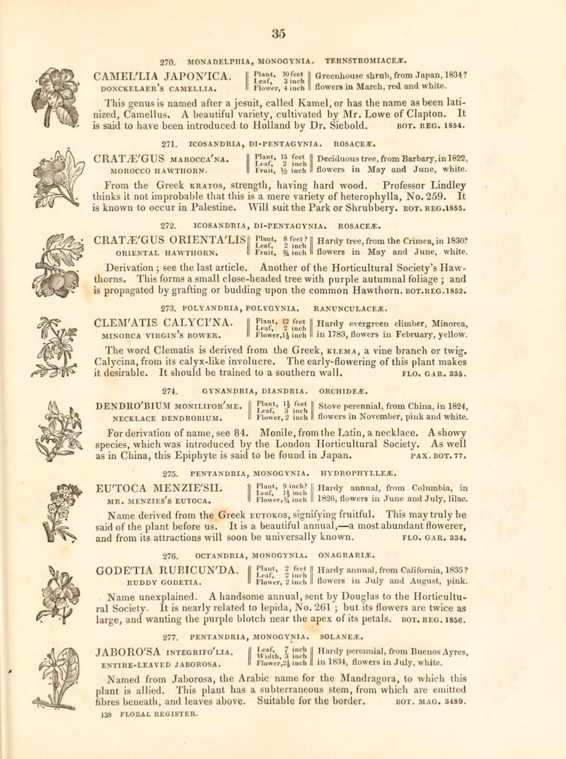 270. MONADELPIIIA, MONOGYNIA. TF.RNSTROMIACE®. CAMEL'LIA JAPON'ICA. II ™ ant, lOfeet | Greenhouse slirub, from Japan, 1834? donckelaer’s camellia. II Flower, 4 inch II flowers in March, red and white. This genus is named after a jesuit, called Kamel, or has the name as been lati¬ nized, Camellus. A beautiful variety, cultivated by Mr. Lowe of Clapton. It is said to have been introduced to Holland by Ur. Siebold. bot. keg. 1854. 271. ICOSANDRIA, DI-PENTAG YNIA . ROSACE®. CRAT/E'G US marocca'na. II |’1caaft’ !| II Deciduous tree, from Barbary, in 1822, morocco hawthorn. II Fruit, Y2 inch II flowers in May and June, white. From the Greek kratos, strength, having hard wood. Professor Lindley thinks it not improbable that this is a mere variety of heterophylla, No. 259. It is known to occur in Palestine. Will suit the Park or Shrubbery, bot. reg.1855. 272. ICOSANDRIA, DI-PENTAG YNIA. ROSACE®. CRATJE'GUS ORIENTA'LISII I Rich I! nardy tree,from the Crimea,in 1830? oriental hawthorn. II Fruit, % inch II flowers in May and June, white. Derivation ; see the last article. Another of the Horticultural Society’s Haw¬ thorns. This forms a small close-headed tree with purple autumnal foliage ; and is propagated by grafting or budding upon the common Hawthorn, bot.reg.1852. 273. POLYANDRIA, POLYGYNIA. RANUNCULACE®. CLEM'ATIS CALYCI'NA. II ^f^MI Hardy evergreen climber, Minorca, MINORCA virgin’s bower. II Flower,14 inch II in 1783, flowers in February, yellow. The word Clematis is derived from the Greek, klema, a vine branch or twig. Calycina, from its calyx-like involucre. The early-flowering of this plant makes it desirable. It should be trained to a southern wall. flo. car. 335. 274. GYNANDRIA, DIANDRIA. ORCIIIDE®. DENDRO'BIUM monilifor'me. II .f“f | Stove perennial, from China, in 1824, Leaf, «i men II ’ ’ necklace DENDROBIUM. II Flower, 2 inch II flowers in November, pmk and white. For derivation of name, see 84. Monile, from the Latin, a necklace. A showy species, which was introduced by the London Horticultural Society. As well as in China, this Epiphyte is said to be found in Japan. pax. bot. tt. 275. PENTANDRIA, MONOGYNIA. HYDROPIIYLLE®. EU'TOCA MENZIE'SII. II fj.*1’ ?4\nch II Harcly annuab from Columbia, in MR. MENZIEs's EUTOCA. i Flower,® inch II 1826, flowers ill June and July, lilac. Name derived from the Greek eutokos, signifying fruitful. This may truly be said of the plant before us. It is a beautiful annual,—a most abundant flowerer, and from its attractions will soon be universally known. flo. gar. 334. 276. OCTANDRIA, MONOGYNIA. ONAGRAP.I®. GODE'TIA RUBICUN'DA. II [,|a,lt> 2 feet 11 Hardy annual,from California, 1835? RUDDY GODETIA. II Flower, 2 inch II flowers 111 July anil August, pmk. Name unexplained. A handsome annual, sent by Douglas to the Horticultu¬ ral Society. It is nearly related to lepida, No. 261 ; but its flowers are twice as large, and wanting the purple blotch near the apex of its petals, bot. reg. issg. 277. PENTANDRIA, MONOGYNIA. SOLANE®. JABORO'SA integrifo'lia. II || Hardy perennial, from Buenos Ayres, ENTIRE-LEAVED JABOROSA. II Flower,2J inch II ill 1834, flowers ill July, white. Named from Jaborosa, the Arabic name for the Mandragora, to which this plant is allied. This plant has a subterraneous stem, from which are emitted fibres beneath, and leaves above. Suitable for the border. dot. mag. 3480.