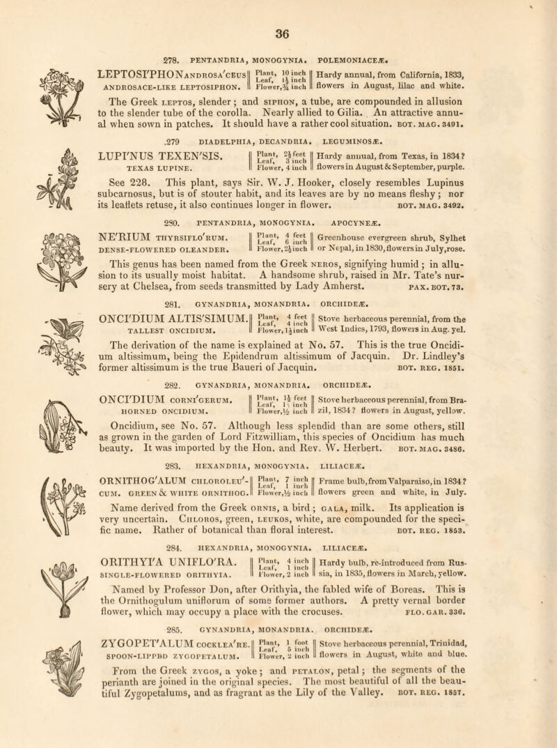 278. PENTANDRIA, MONOGYNIA. POLEMONIACEJE. LEPTOSI'PHONandrosa'ceusII Inch II Hardy annual, from California, 1833, ANDROS ACE-LIKE LEPTOSIPHON. II Flower,% inch II flowers in August, lilac and white. The Greek leptos, slender ; and siphon, a tube, are compounded in allusion to the slender tube of the corolla. Nearly allied to Gilia. An attractive annu¬ al when sown in patches. It should have a rather cool situation, bot. mag. 3491. .279 DIADELPHIA, DECANDRIA. LEGU MINOS At. LUPI'NUS TEXEN'SIS. II 2i.feeJ II Hardy anuual, from Texas, in 1834? II Lcfllf o lncli || TEXAS LUPINE. II Flower, 4 inch II flowers in August & September, purple. See 228. This plant, says Sir. W. J. Hooker, closely resembles Lupinus subcarnosus, but is of stouter habit, and its leaves are by no means fleshy; nor its leaflets retuse, it also continues longer in flower. bot. mag. 3492. 230. PENTANDRIA, MONOGYNIA. APOCYNEJE. NE'RIUM tiiyrsiflo'rum. || j? II Greenhouse evergreen shrub, Sylhet DENSE-FLOWERED OLEANDER. B Flower, inch II or Nepal, in 1830,flowers in July,rose. This genus has been named from the Greek neros, signifying humid ; in allu¬ sion to its usually moist habitat. A handsome shrub, raised in Mr. Tate’s nur¬ sery at Chelsea, from seeds transmitted by Lady Amherst. pax. bot. 73. 281. GYNANDRIA, MONANDRIA. ORCHIDE1E. ONCI'DIUM ALTIS'SIMUM.|| || Stove herbaceous perennial, from the TALLEST ONCIDIUM. II Flower, 1 j inch II West Indies, 1793, flowers in Aug. yel. The derivation of the name is explained at No. 57. This is the true Oncidi- um altissimum, being the Epidendrum altissimum of Jacquin. Dr. Lindley’s former altissimum is the true Baueri of Jacquin. bot. reg. issi. 282. GYNANDRIA, MONANDRIA. ORCIIIDEAl. ONCI'DIUM CORNi'gerum. II }l feef || Stove herbaceous perennial, from Bra- Lcaf, 11 inch . HORNED ONCIDIUM. II Flower,H inch II Zll, 1834? flowers in August, yellow. Oncidium, see No. 57. Although less splendid than are some others, still as grown in the garden of Lord Fitzwilliam, this species of Oncidium has much beauty. It was imported by the Hon. and Rev. W. Herbert. bot. mag. S4S6. 283. FIEXANDRIA, MONOGYNIA. LILIACEAl. ORNITHOG'ALUM ciiloroleu'-I 7 j|><d> || Frame bulb, from Valparaiso, in 1834? CUM. grf.en & white ornithog.II Flowcr,l4 inch II flowers green and white, in July. Name derived from the Greek ornis, a bird ; gala, milk. Its application is very uncertain. Ciiloros, green, leukos, white, are compounded for the speci¬ fic name. Rather of botanical than floral interest. bot. reg. 1853. 284. HEXANDRIA, MONOGYNIA. LILIACE/E. ORITIIYI'A UNIFLO'RA. II i| TTardy bulb, re-introduced from Rus- Leal, 1 inch . . J single-flowered ORITHYIA. II Flower, 2 inch II sia, m 1835, flowers m March, yellow. t f/y Named by Professor Don, after Orithyia, the fabled wife of Boreas. This is the Ornithogulum uniflorum of some former authors. A pretty vernal border jp flower, which may occupy a place with the crocuses. flo. gar. 330. 285. CYNANDRIA, MONANDRIA. ORCHIDEJE. ZYGOPET'ALLiM cocklea're.I] *r [““I, II stove herbaceous perennial,Trinidad, SPOON-LIPPHD ZYGOPETALUM. I Flower, 2 inch II flowers in August, white and blue. From the Greek zygos, a yoke; and petat.on, petal; the segments of the perianth are joined in the original species. The most beautiful of all the beau¬ tiful Zygopctalums, and as fragrant as the Lily of the Valley. bot. reg. isst.