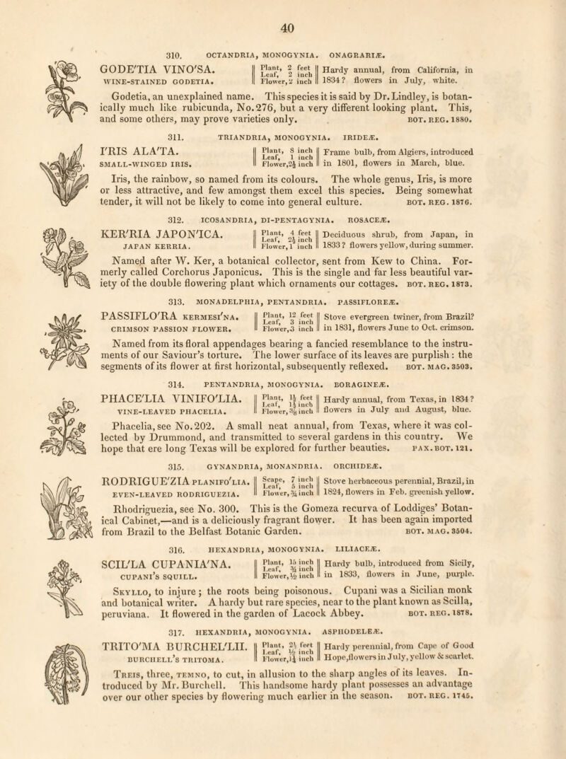 310. OCTANDRIA, MONOGYNIA. ONACP.ARIA. GODE'TIA VINO'SA. II | II Hardy annual, from California, in WINE-STAINED GODETIA. II Flower,5 iucli II 1834? flowers in July, white. Godetia, an unexplained name. This species it is said by Dr. Lindley, is botan- ically much like rubicunda, No. 276, but a very different looking plant. This, and some others, may prove varieties only. bot. reg. isso. 311. TRIANDRIA, MONOGYNIA. JRIDEA1. miS ALA'TA. II P'ant. ? inch II Trame bulb, from Algiers, introduced Leaf, 1 inch . , . SMALL-WINGED IRIS, II Flower,2J inch II in 1801, flowers in March, blue. Iris, the rainbow, so named from its colours. The whole genus, Iris, is more or less attractive, and few amongst them excel this species. Being somewhat tender, it will not be likely to come into general culture. bot. reg. me. 312. ICOSANDRIA, DI-PENTACYNIA. ROSACEA;. KER'RIA JAPON'ICA. II feet | Deciduous shrub, from Japan, in JAPAN KERRIA. II Flower,1 inch II 1833? flowers yellow, during summer. Named after W. Ker, a botanical collector, sent from Kew to China. For¬ merly called Corchorus Japonicus. This is the single and far less beautiful var¬ iety of the double flowering plant which ornaments our cottages, bot. reg. 1873. 313. MONADELPHIA, PENTANDRIA. PASSIFLOREJE. PASSIFLO'RA kermesi'na. || (’bmt, 12 feet |l stove evergi'een twiner, from Brazil? Leaf, 3 inch . T _» CRIMSON PASSION FLOWER, II Flower,J inch II in 1831, flowers June to Oct. crimson. Named from its floral appendages bearing a fancied resemblance to the instru¬ ments of our Saviour’s torture. The lower surface of its leaves are purplish : the segments of its flower at first horizontal, subsequently reflexed. bot. mag. 3503. 314. PENTANDRIA, MONOGYNIA. BORAGINE/E. PIIACE'LIA VINIFO'LIA. II Jijnchl Hardy annual, from Texas, in 1834? VINE-LEAVED PHACELIA. II Flower,inch II flowers in July and August, blue. Phacelia,see No.202. A small neat annual, from Texas, where it was col¬ lected by Drummond, and transmitted to several gardens in this country. We hope that ere long Texas will be explored for further beauties. pax.bot. 121. 315. GYNANDRIA, MONANDRIA. ORCHIDEA. RODRIGUE'ZIA planifo'lia. || fcar.e> \ !nc|' || Stove herbaceous perennial, Brazil, in even-leaved rodriguezia. II Flower, % inch II 1824, flowers in Feb. greenish yellow. Rhodriguezia, see No. 300. This is the Gomeza recurva of Loddiges’ Botan¬ ical Cabinet,—and is a deliciously fragrant flower. It has been again imported from Brazil to the Belfast Botanic Garden. bot. mag. 3504. 310. hexandria, monocynia. liliacea:. SCIL'LA CUPANIA'NA. II {*'“.*■ Hardy bulb, introduced from Sicily, CUPANl’s SQUILL. II Flower,inch II in 1833, flowers in June, purple. Skyllo, to injure ; the roots being poisonous. Cupani was a Sicilian monk and botanical writer. A hardy but rare species, near to the plant known as Scilla, peruviana. It flowered in the garden of Lacock Abbey. bot. reg. 1878. 317. IIEXANDRIA, MONOGYNIA. ASPIlODELEAl. TRITO'MA BURCHEL'LII. II ™ar'- 2<i feet || Hardy perennial,from Cape of Good burciiell’s tritoma. I Flower,ij inch II Hope,flowers in July, yellow & scarlet. Treis, three, temno, to cut, in allusion to the sharp angles of its leaves. In¬ troduced by Mr. Burchell. This handsome hardy plant possesses an advantage over our other species by flowering much earlier in the season, bot. reg. m&.