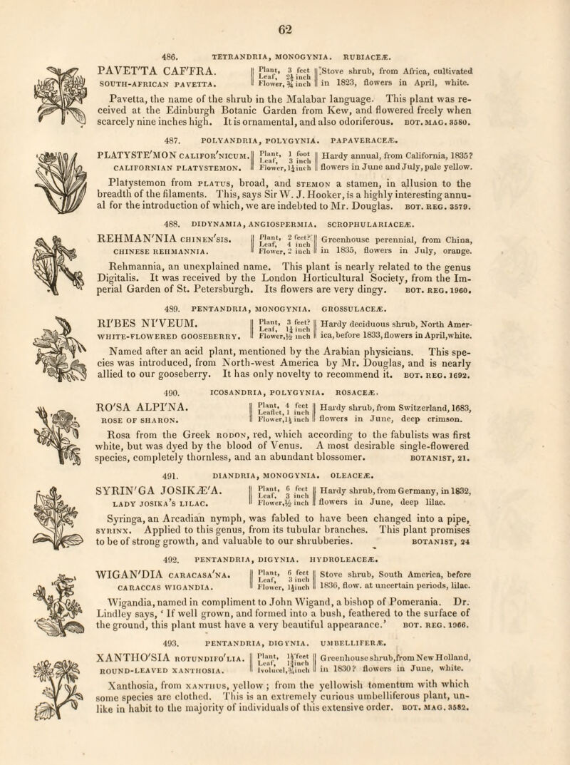 486. TETRANDRIA, MONOGYNIA. RUBIACE*. PAVET'TA CAF'FRA. II f’lan*> 3 feet ii'Stove shrub, from Africa, cultivated Leaf, £1 inch SOUTH-AFRICAN PAVETTA. II Flower, % inch II in 1823, flowers in April, white. Pavetta, the name of the shrub in the Malabar language. This plant was re¬ ceived at the Edinburgh Botanic Garden from Kew, and flowered freely when scarcely nine inches high. It is ornamental, and also odoriferous, dot. mag. ssso. 487. polyandria, polygynia. papaverace*. PLATYSTE’MON califor’nicum.II !, f00.1 II Hardy annual, from California, 1835? CALIFORNIAN PLATYSTEMON. II Flower, ijinih II flowers m June and July, pale yellow. Platystemon from flatus, broad, and stemon a stamen, in allusion to the breadth of the filaments. This, says Sir W. J. Hooker, is a highly interesting annu¬ al for the introduction of which, we are indebted to Mr. Douglas, bot. reg. 3579. 488. didynamia, angiospf.rmia. scrophulap.iace*. REHMAN'NIA chinen'sis. II [[.“J1’ | f“t? II Greenhouse perennial, from China, CHINESE REIIMANNIA.  Flower, 2 inch II in 1835, flowers in July, orange. Rehmannia, an unexplained name. This plant is nearly related to the genus Digitalis. It was received by the London Horticultural Society, from the Im¬ perial Garden of St. Petersburg!!. Its flowers are very dingy. bot. reg. i960. 4S9. PENTANDRIA, MONOGYNIA. GROSSULACE*. RI'BES NI'VEUM. II j, j Hardy deciduous shrub, North Amer- WHITE-FLOWERED GOOSEBERRY. II Flower,mch II ica,before 1833, flowers in April,white. Named after an acid plant, mentioned by the Arabian physicians. This spe¬ cies was introduced, from North-west America by Mr. Douglas, and is nearly allied to our gooseberry. It has only novelty to recommend it. bot. reg. 1692. 490. ICOSANDRIA, POLYGYNIA. ROSACE*. RO'SA ALPI'NA. II Leaflet 1 Inch II ^ardy shrub, from Switzerland, 1683, ROSE OF SHARON. II Flower,inch II flowers in June, deep crimson. Rosa from the Greek rodon, red, which according to the fabulists was first white, but was dyed by the blood of Venus. A most desirable single-flowered species, completely thornless, and an abundant blossomer. botanist, 21. 491. DIANDRIA, MONOGYNIA. OLEACE*. SYRIN'GA JOSIKHil'A. II ® ,f“* II Hardy shrub,from Germany, in 1832, LADY JOSIKa’s LILAC. H Flower,% inch II flowers in June, deep lilac. Syringa, an Arcadian nymph, was fabled to have been changed into a pipe, syrinx. Applied to this genus, from its tubular branches. This plant promises to be of strong growth, and valuable to our shrubberies. botanist, 24 492. PENTANDRIA, DIGYNIA. IIYDROLEACE*. WIGAN'DIA CARACASA,NA. II ® fee* || Stove shrub, South America, before I l.val, o men . CARACCAS WIGANDIA.  Flower, ljinch II 1836, flow, at uncertain periods, lilac. Wigandia, named in compliment to John Wigand, a bishop of Pomerania. Dr. Lindley says, ‘ If well grown, and formed into a bush, feathered to the surface of the ground, this plant must have a very beautiful appearance.’ bot. reg. 1906. 493. PENTANDRIA, DIG YNIA. UMBEL LIFER*. XANTIIO'SIA rotundifo’lia. II || Greenhouseshrub,fromNewHolland, Leaf, Hinrli . . . . noUND-LEAVED XANTiiosiA. II Ivolucel,%inch U in 1830/ flowers in June, white. Xanthosia, from xantiius, yellow ; from the yellowish tomentum with which some species are clothed. This is an extremely curious umbelliferous plant, un¬ like in habit to the majority of individuals of this extensive order, bot. mag. 3582.