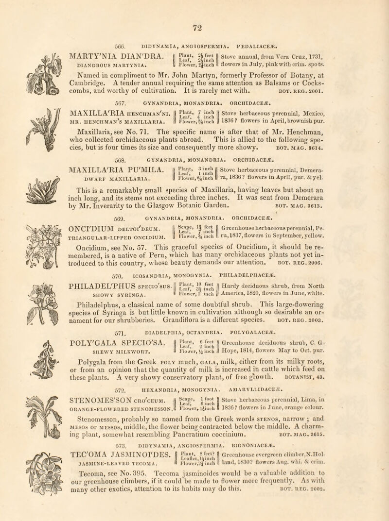 560. DIDYNAMIA, ANG IOSPERMIA. PEDALIACEffi. MARTY'NIA DIAN'DRA. II Stove annual, from Vera Cruz, 1731, DIANDROUS MARTYNIA. II Flower, SJiuch II flowers in July, pinkwith crim. spots. Named in compliment to Mr. John Martyn, formerly Professor of Botany, at Cambridge. A tender annual requiring the same attention as Balsams or Cocks¬ combs, and worthy of cultivation. It is rarely met with. bot. reg. 2001. 507. GYNANDRIA, MONANDRIA. ORCHID ACE At. MAXILLA'RIA iienChman'ni. II J II Stove herbaceous perennial, Mexico, MR. henchman’s MAXILLARIA. II Flower,%inch II 1830? flowers in April, brownish pur. Maxillaria, see No. 71. The specific name is after that of Mr. Henchman, who collected orchidaceous plants abroad. This is allied to the following spe¬ cies, but is four times its size and consequently more showy. bot. mag. sen. 568. GYNANDRIA, MONANDRIA. ORCHID ACE®. MAXILLA'RIA PU'MILA. || Leaf1’ 1 inch || ^tove lierJ>ace°iis perennial, XJemci-Ei- DWARF MAXILLARIA. II Flower, % inch II ra, 1836 ? flowers in April, pur. & y el. This is a remarkably small species of Maxillaria, having leaves but about an inch long, and its stems not exceeding three inches. It was sent from Demerara by Mr. Inverarity to the Glasgow Botanic Garden. bot. mag. 3613. 569. GYNANDRIA, MONANDRIA. ORCHIDACE®. ONCI'DIUM DELTOi'DEUM. II Scape, inch II Gramliouse herbaceous perennial, Pe- TRIANGULAR-LIPPED ONCIDIUM. I Flower,%‘inch II ru, 1837,flowers in September, yellow. Oncidium, see No. 57. This graceful species of Oncidium, it should be re¬ membered, is a native of Peru, which has many orchidaceous plants not yet in¬ troduced to this country, whose beauty demands our attention. bot. reg.2006. 570. ICOSANDRIA, MONOGYNIA. PIIILADELPIIACE®. PHILADEL'PIIUS specio'sus. II !’[,“'}.*• ^ II Hardy deciduous shrub, from North SIIOWY syringa. * Flower,i inch || America, 1820, flowers in Juue, white. Philadelphus, a classical name of some doubtful shrub. This large-flowering species of Syringa is but little known in cultivation although so desirable an or¬ nament for our shrubberies. Grandiflora is a different species. bot. reg. 2003. 57], DIADELPI1IA, OCTANDRIA. POLYGALACE®. POLY'GALA SPECIO'SA. II j'^t. | ^ || Greenhouse deciduous shrub, C. G- ShewY milkwort. II Flo.ver, 4iuch II Hope, 1814, flowers May to Oct. pur. Polygala from the Greek poly much, gala, milk, either from its milky roots, or from an opinion that the quantity of milk is increased in cattle which feed on these plants. A very showy conservatory plant, of free growth. botanist, 43. 572. IIEXANDRIA, MONOGYNIA. AMA RYLLIDACE®. STENOMES'SON cro'ceum. II J | Stove herbaceous perennial, Lima, in ORANGE-FLOWERED STENOMESSON.il Flower, ljinch “ 1836? flowers in June,orange colour. Stenomesson, probably so named from the Greek words stenos, narrow ; and mesos or messos, middle, tlie flower being contracted below the middle. A charm¬ ing plant, somewhat resembling Pancratium coccinium. bot. mag. 3015. 573. DIDYNAMIA, ANGIOSPERMIA. BIGNONIACE®. TEC'OMA JASMINOl'DES. II {'la,tY't I Greenhouse evergreen climber,N.Hol- JASMIN E-LEAVED TECOMA. H Flower,SI inch II land, 1830? flowers Aug. whi. & crim. Tecoma, see No. 395. Tecoma jasminoides would he a valuable addition to our greenhouse climbers, if it could be made to flower more frequently. As with many other exotics, attention to its habits may do this. bot. reg. 2002.