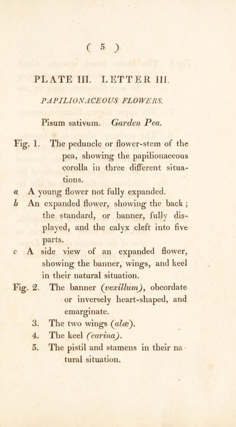 PLATE III. LETTER III PAPILIONACEOUS FLO WE PS. Pisum sativum. Garden Pea. Fig. 1. The peduncle or flower-stem of the pea, showing the papilionaceous corolla in three different situa¬ tions. a A young flower not fully expanded. h An expanded flower, showing the back ; the standard, or banner, fully dis¬ played, and the calyx cleft into five parts. c A side view of an expanded flower, showing the banner, wings, and keel in their natural situation. Fig. 2. The banner (yexillum), obcordate or inversely heart-shaped, and emarginate. o 3. The two wings (alee). 4. The keel (carinaj. 5. The pistil and stamens in their na tural situation.