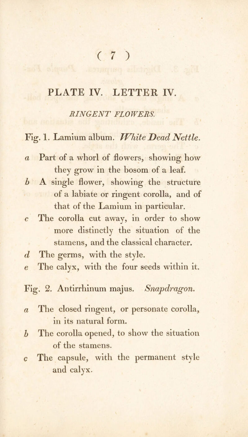 PLATE IV. LETTER IV. RINGENT FLOWERS. Fig. 1. Lamium album. White Dead Nettle. a Fart of a whorl of flowers, showing how they grow in the bosom of a leaf. h A single flower, showing the structure of a labiate or ringent corolla, and of that of the Lamium in particular. c The corolla cut away, in order to show more distinctly the situation of the stamens, and the classical character, d The germs, with the style. e The calyx, with the four seeds within it. Fig. 2. Antirrhinum majus. Snapdragon. a The closed ringent, or personate corolla, in its natural form. b The corolla opened, to show the situation of the stamens. c The capsule, with the permanent style and calyx.