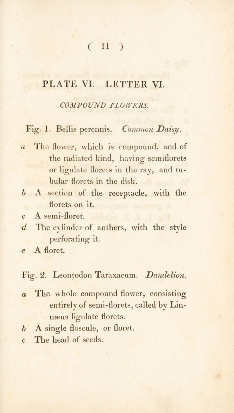 PLATE VI. LETTER VI. COMPOUND FLOWERS. Fig. 1. Beilis perennis. Common Daisy. a The flower, which is compound, and of the radiated kind, having semiflorets or ligulate florets in the ray, and tu¬ bular florets in the disk. b A section of the receptacle, with the florets on it. c A semi-floret. d The cylinder of anthers, with the style perforating it. e A floret. \ Fig. 2. Leontodon Taraxacum. Dandelion. a The whole compound flower, consisting entirely of semi-florets, called by Lin¬ naeus ligulate florets. b A single floscule, or floret, c The head of seeds.